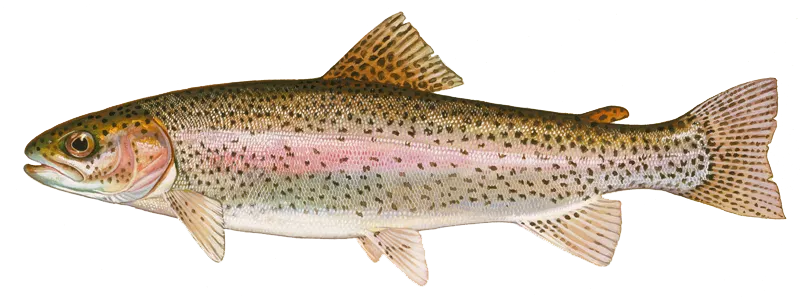 Rainbow trout