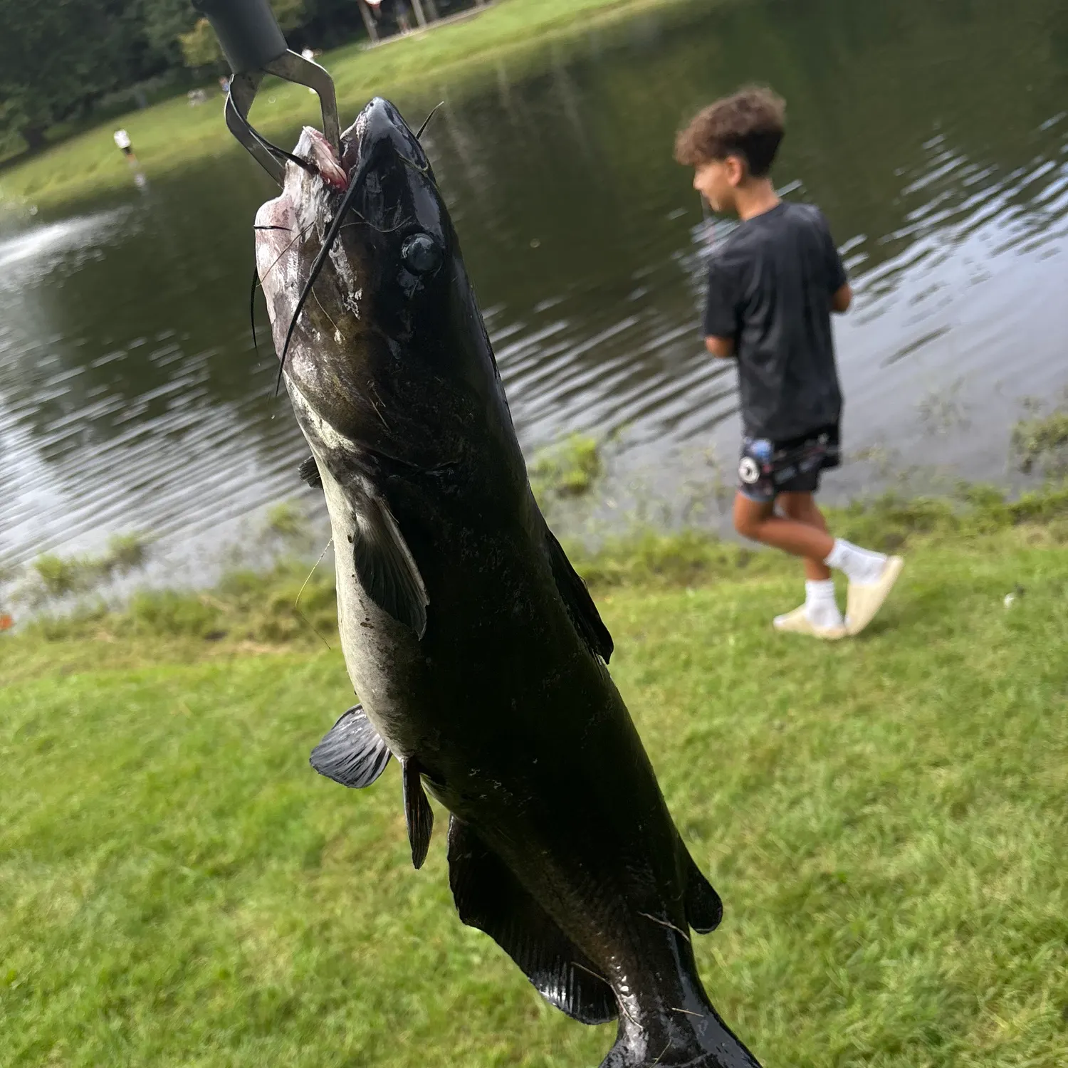 Channel catfish caught on Fishbrain