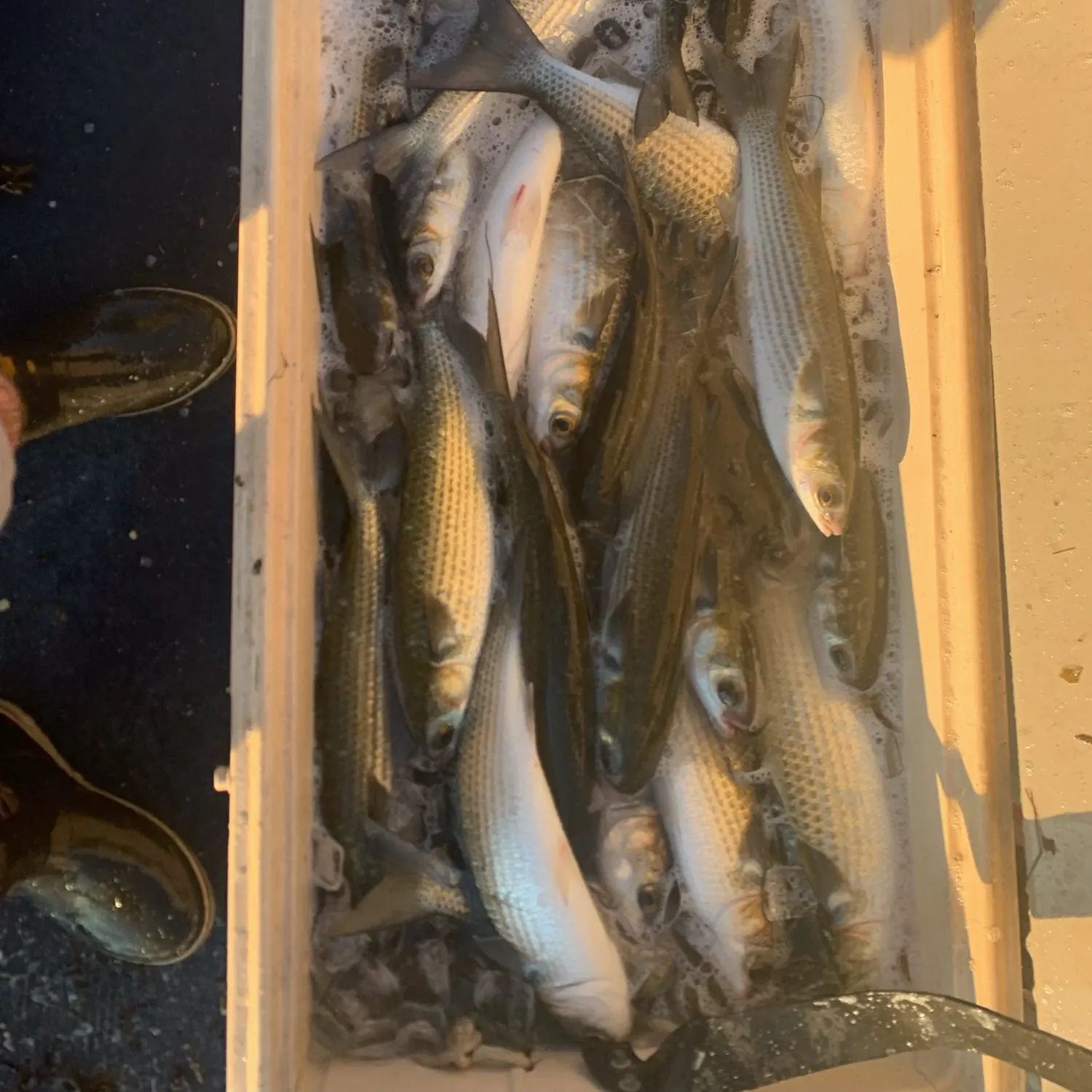The most recent Striped mullet catches on Fishbrain
