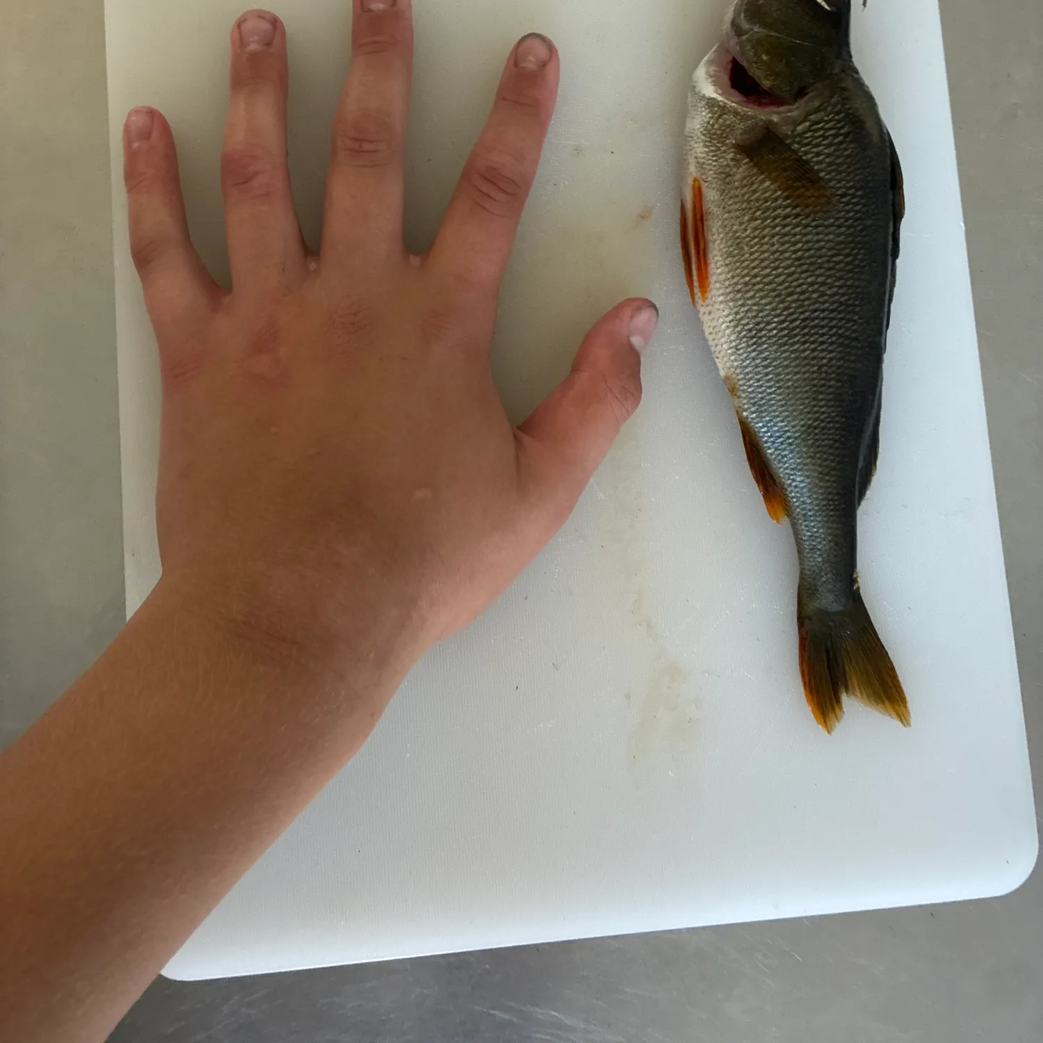 European perch caught on Fishbrain
