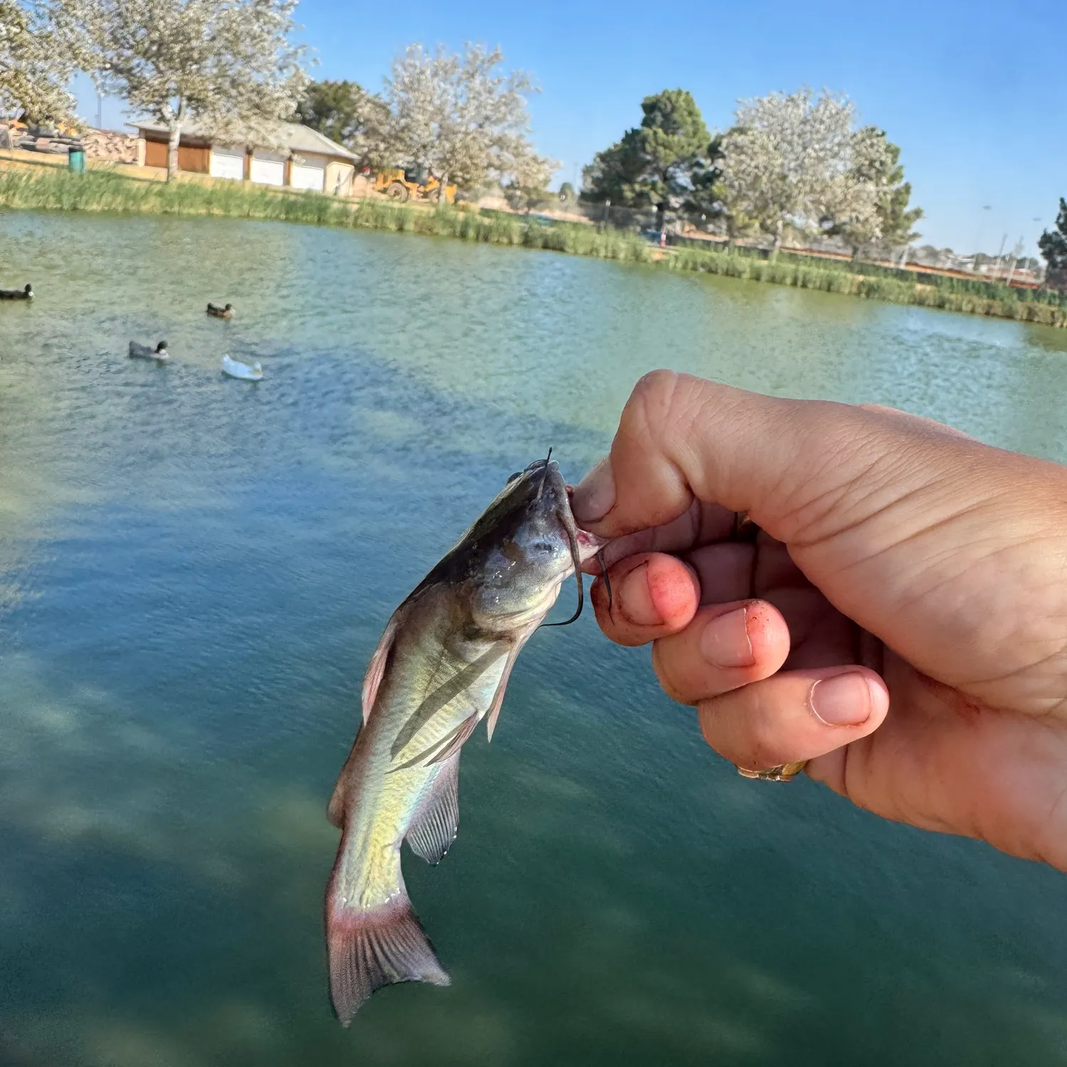 The most recent Black bullhead catches on Fishbrain