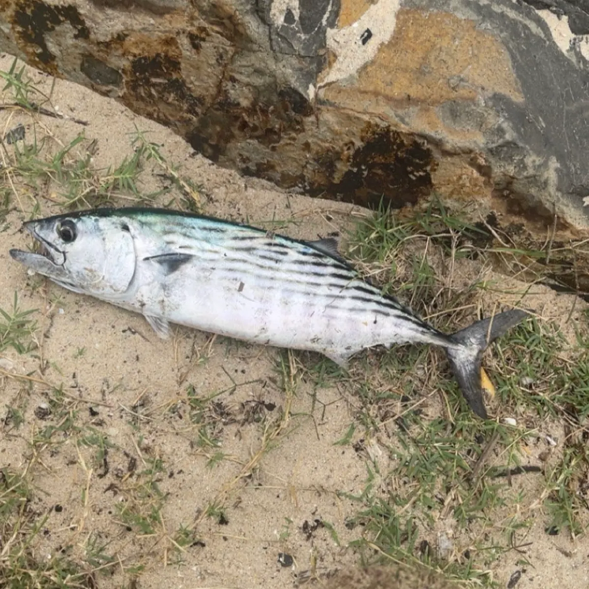 Australian bonito caught on Fishbrain
