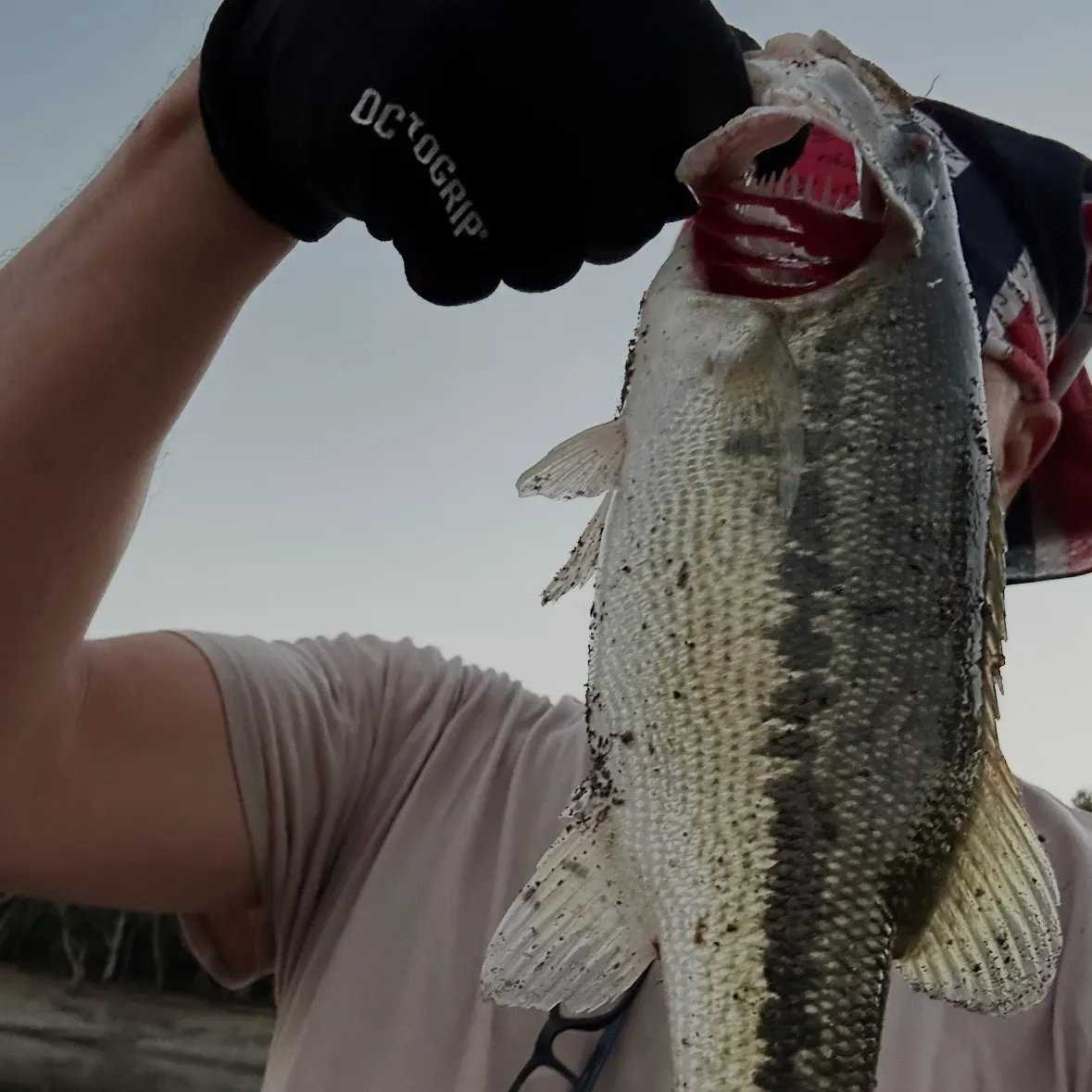 Spotted bass caught on Fishbrain
