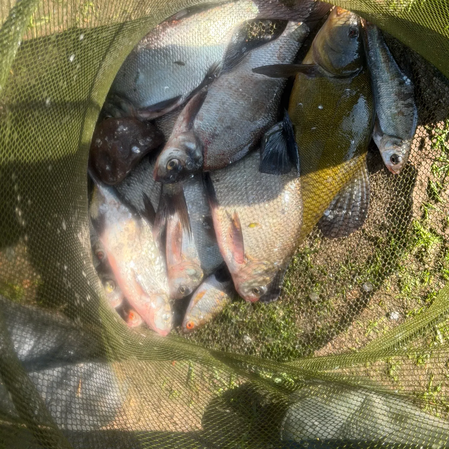 catch