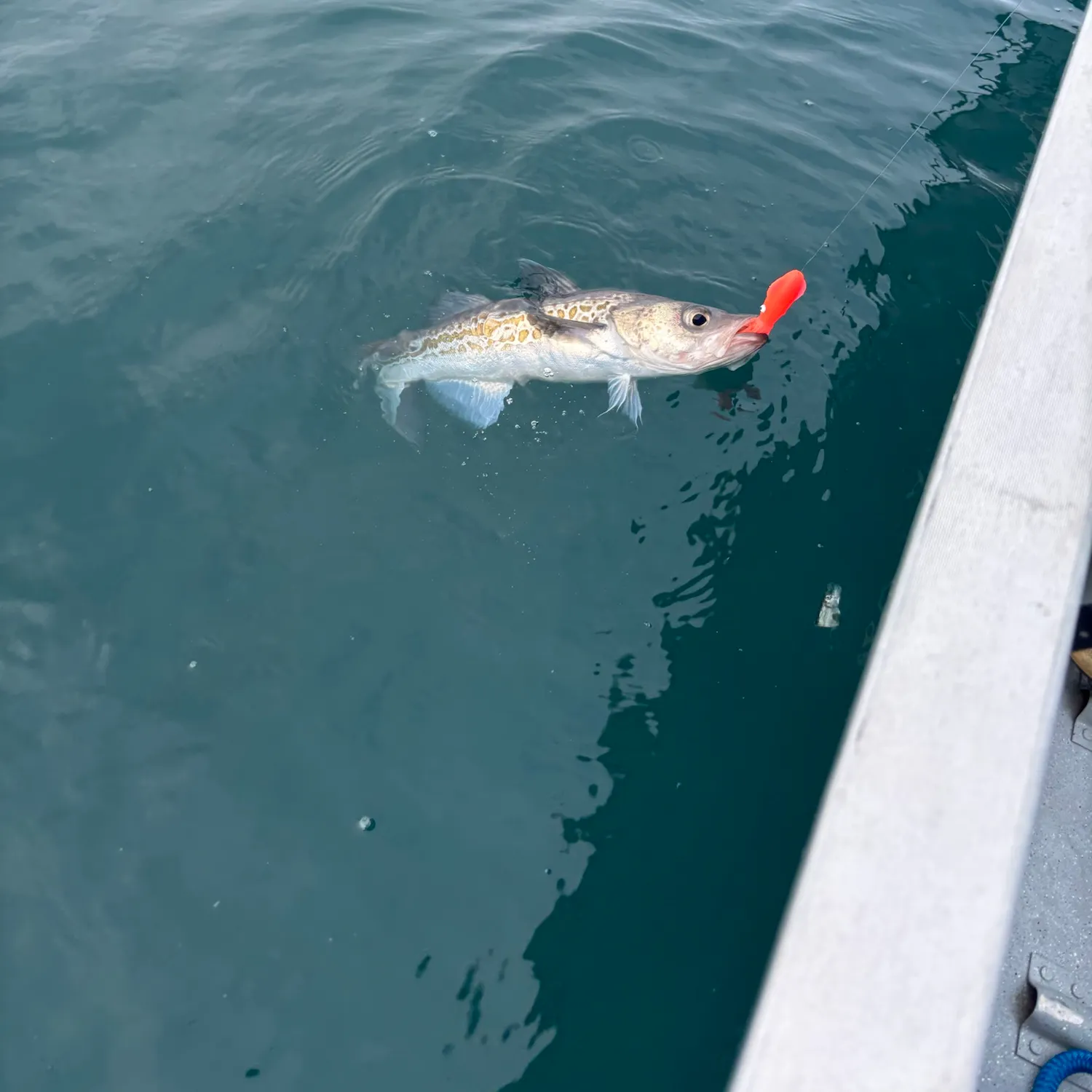 Alaska pollock caught on Fishbrain
