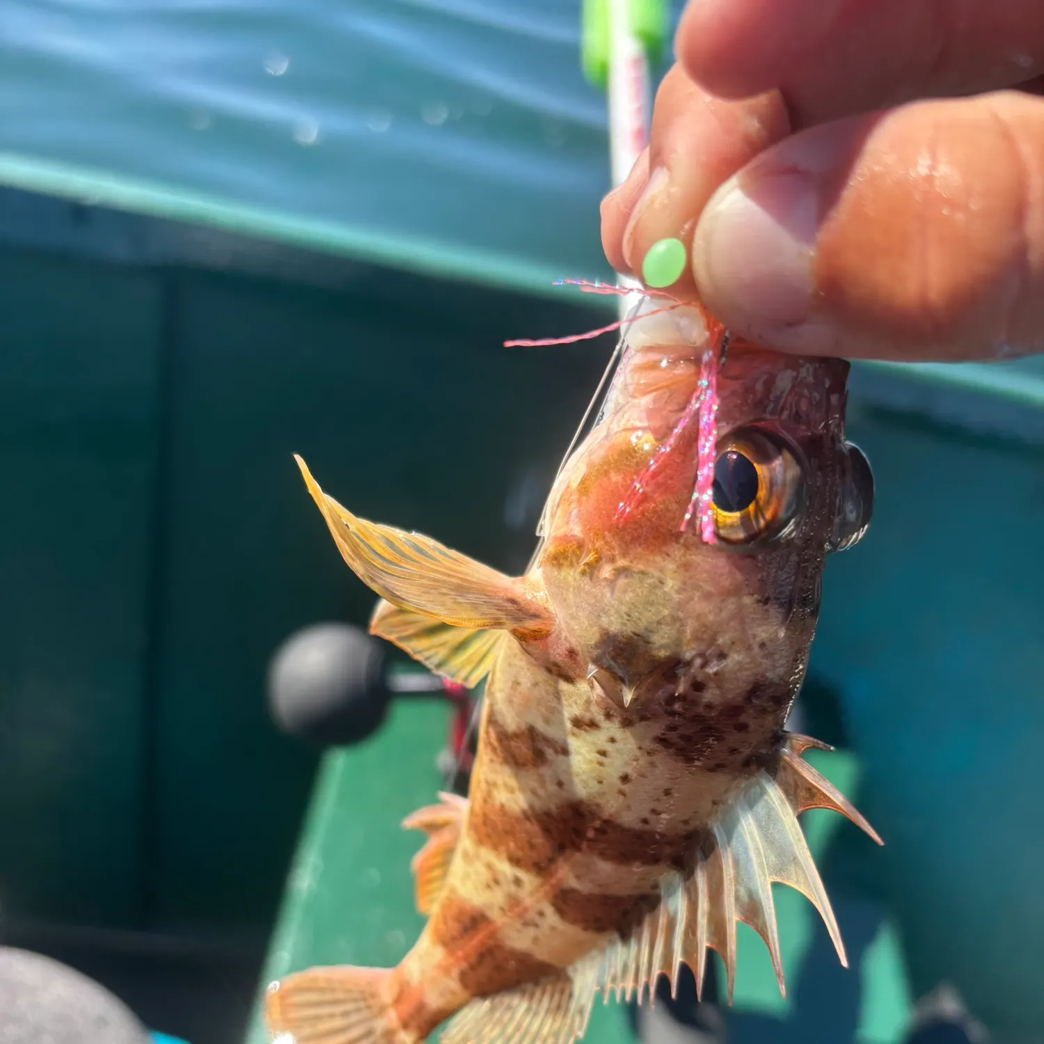 recently logged catches