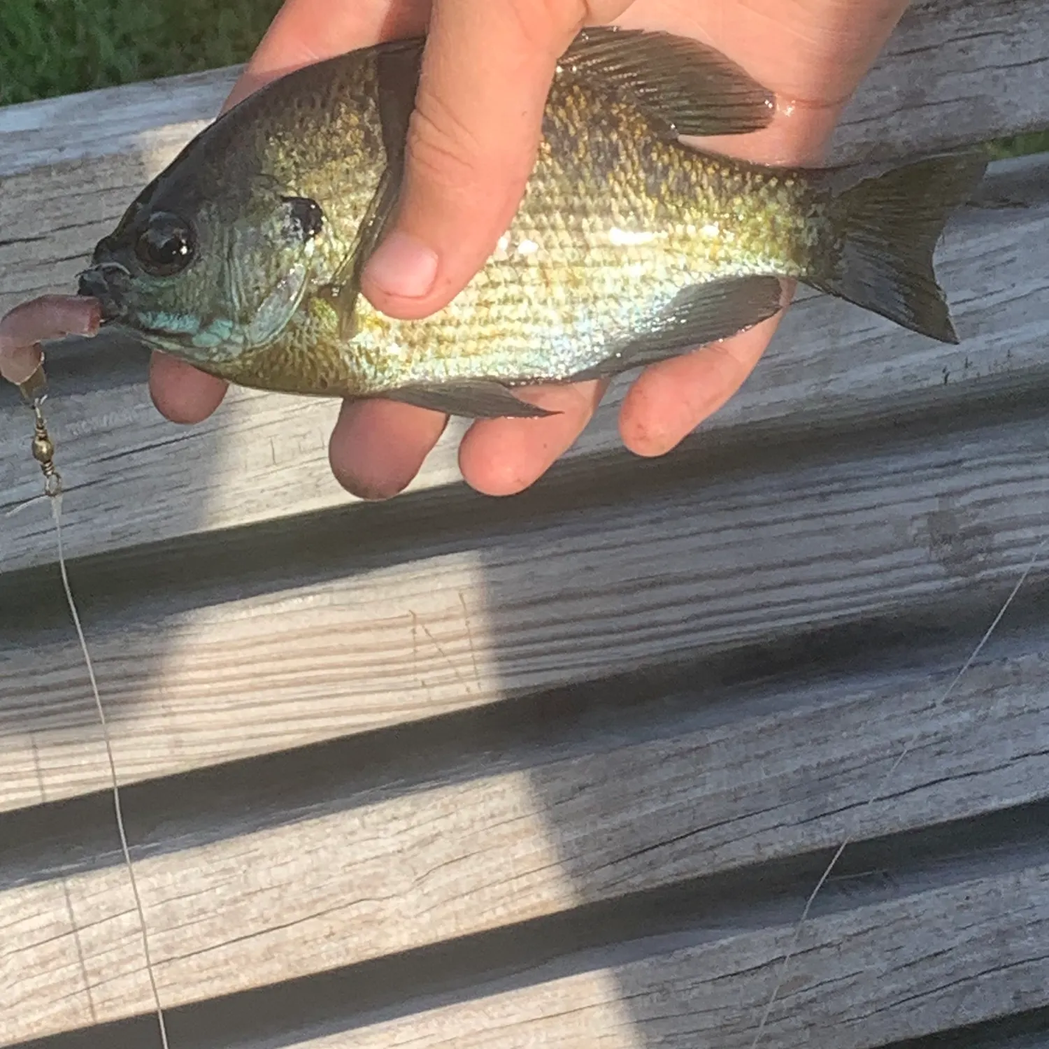 Bluegill caught on Fishbrain