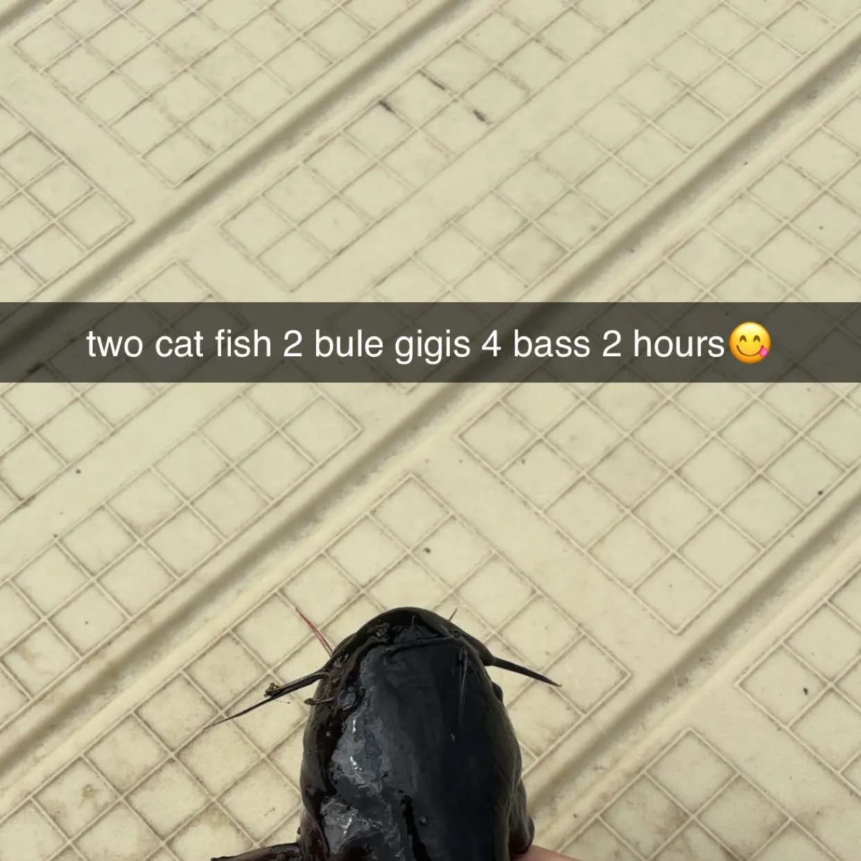 The most recent Amur catfish catches on Fishbrain