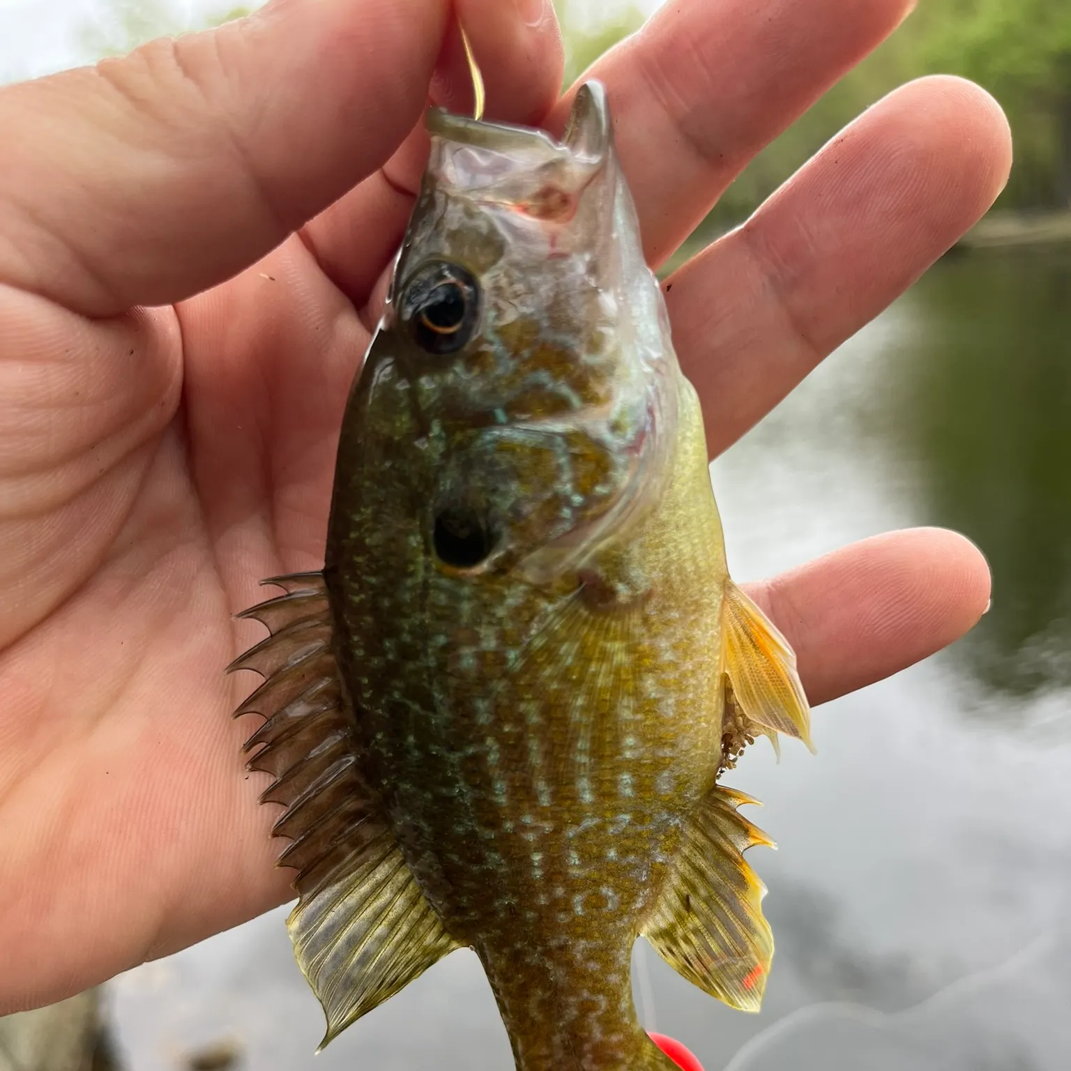 The most recent Warmouth x green sunfish catches on Fishbrain