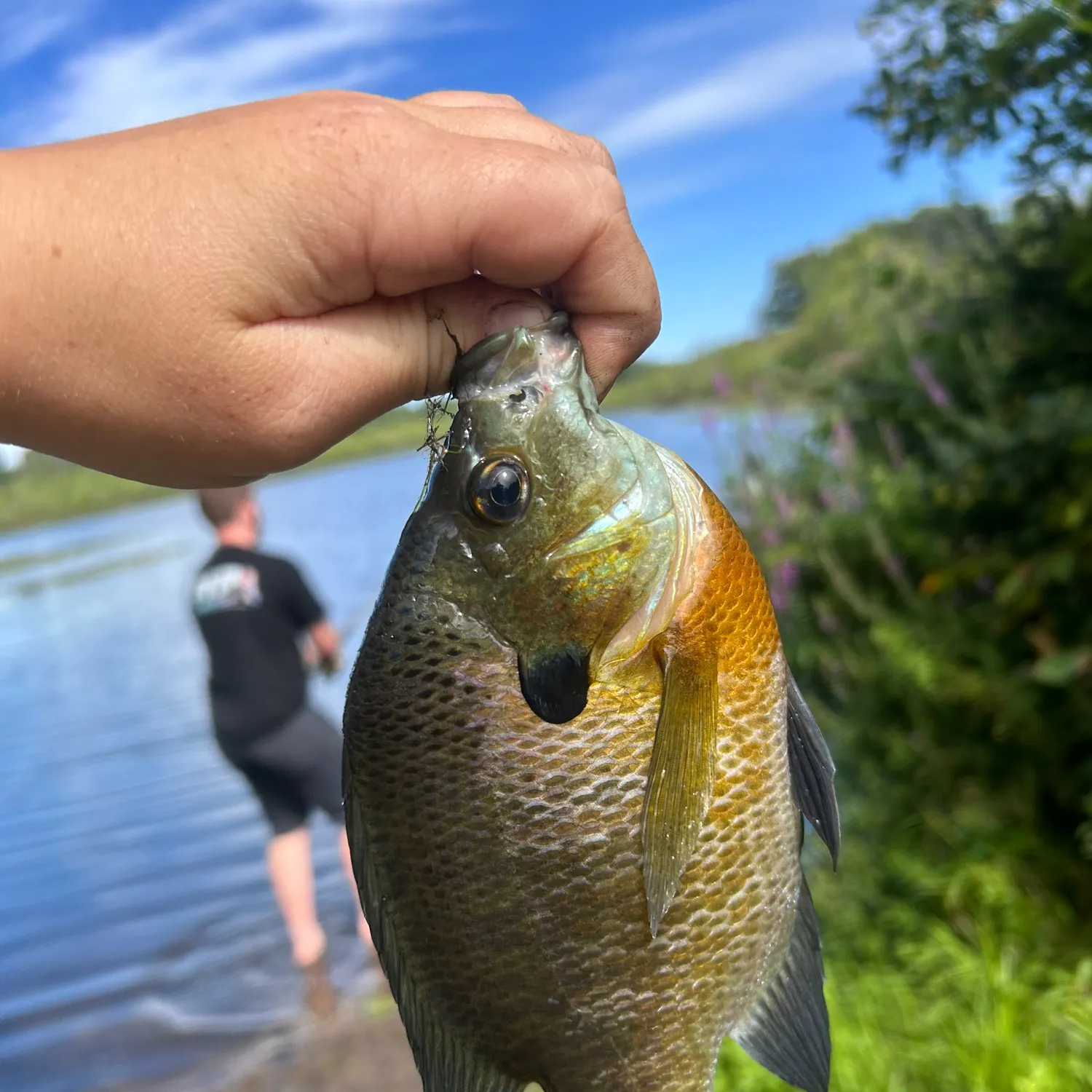 Bluegill caught on Fishbrain