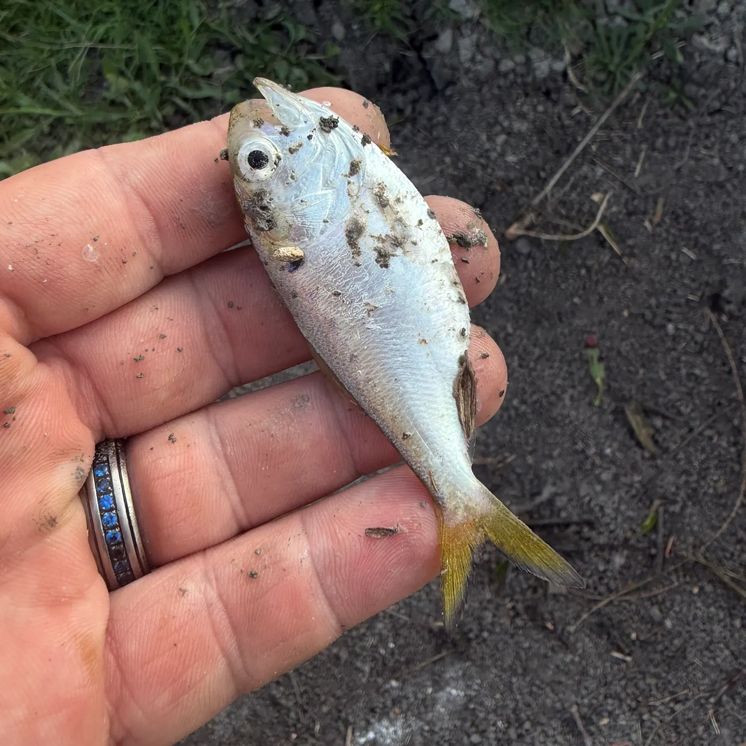 The most recent Threadfin shad catches on Fishbrain