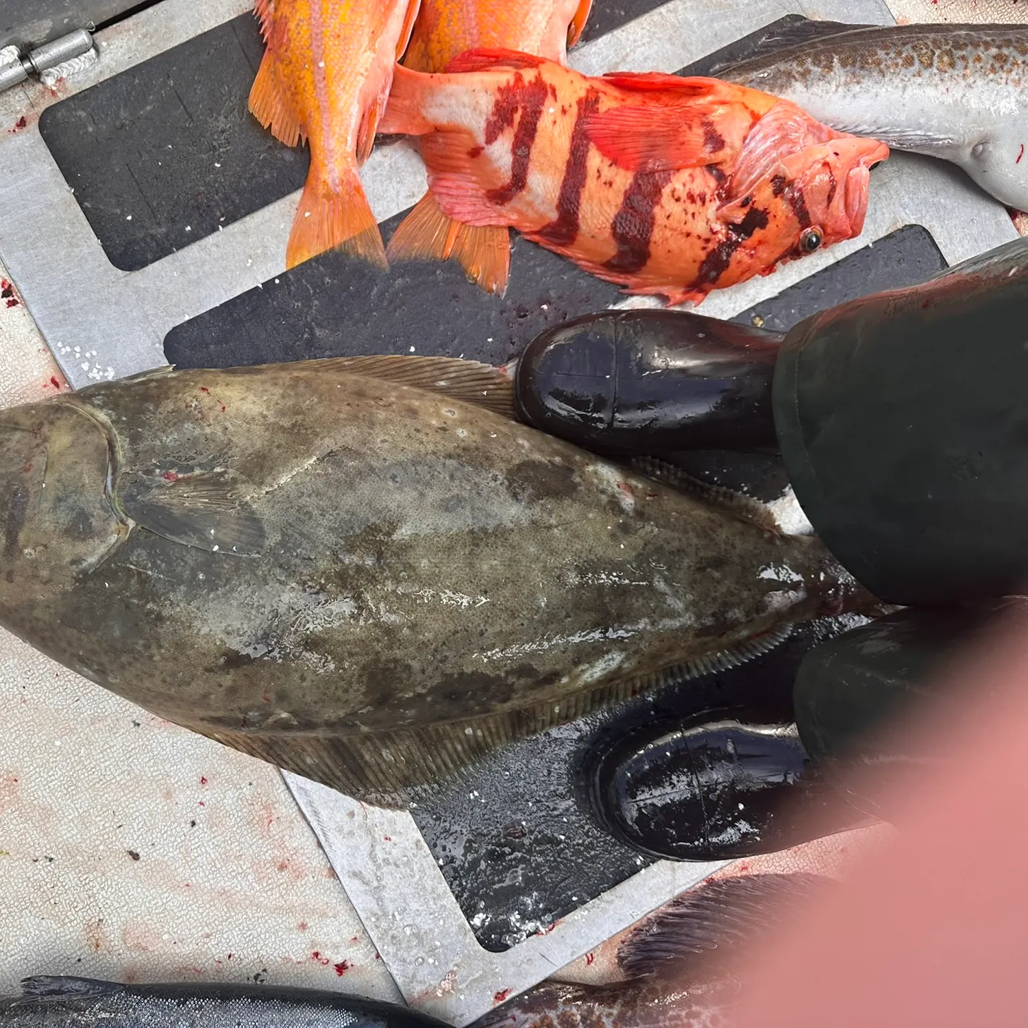 Pacific halibut caught on Fishbrain