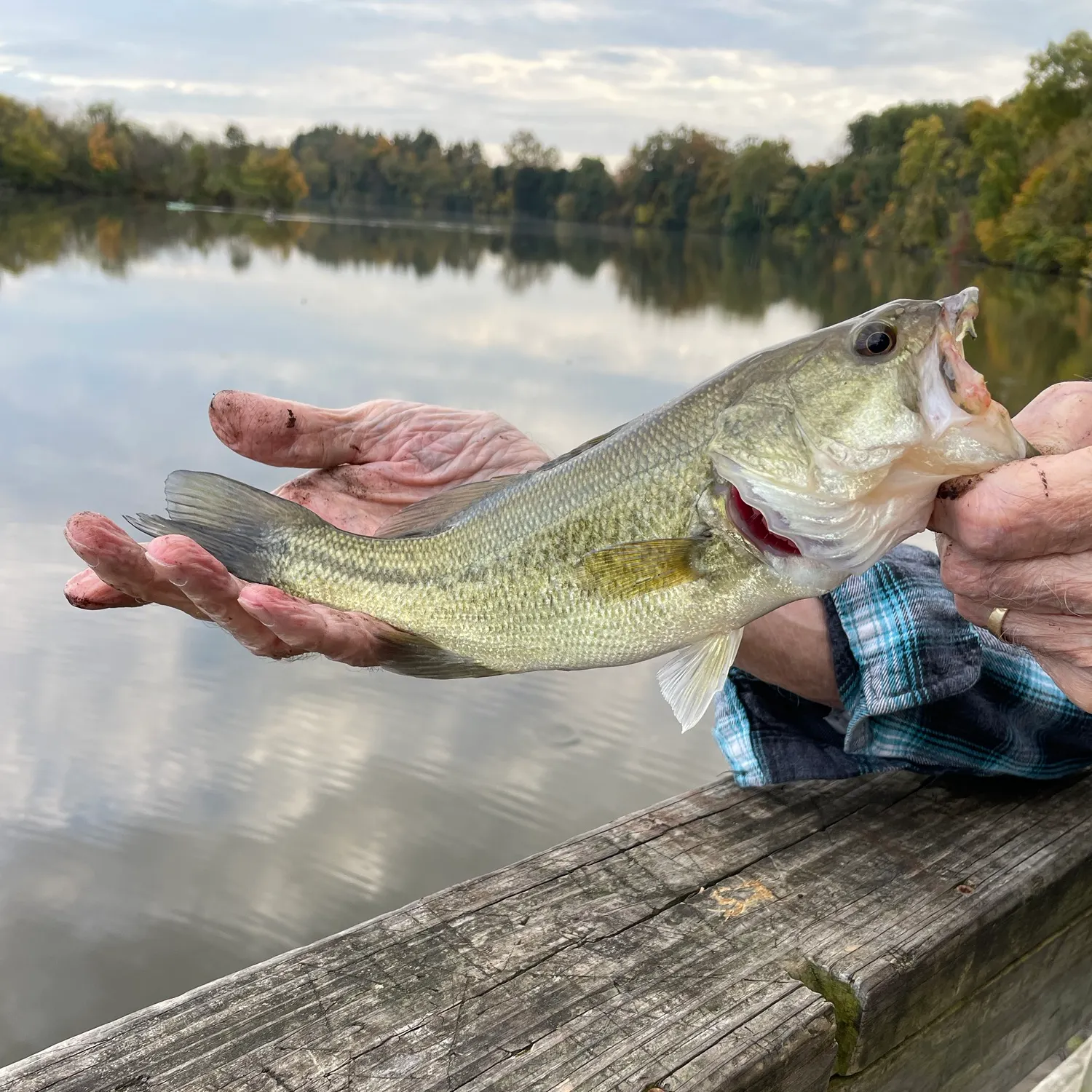 Largemouth bass caught on Fishbrain