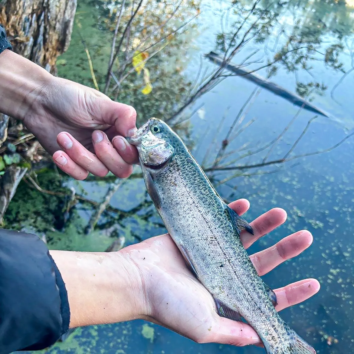 Rainbow trout caught on Fishbrain