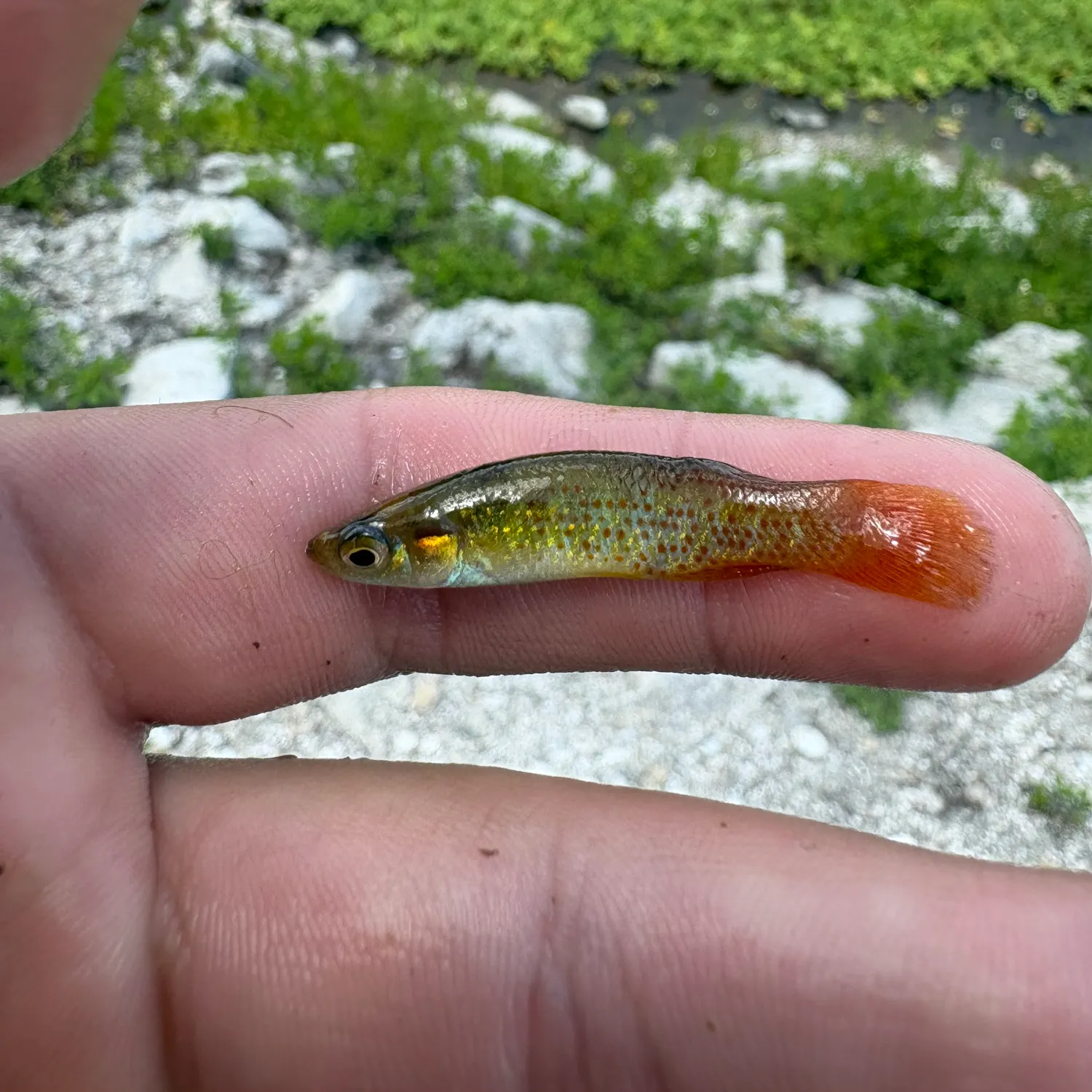 The most recent Golden topminnow catches on Fishbrain