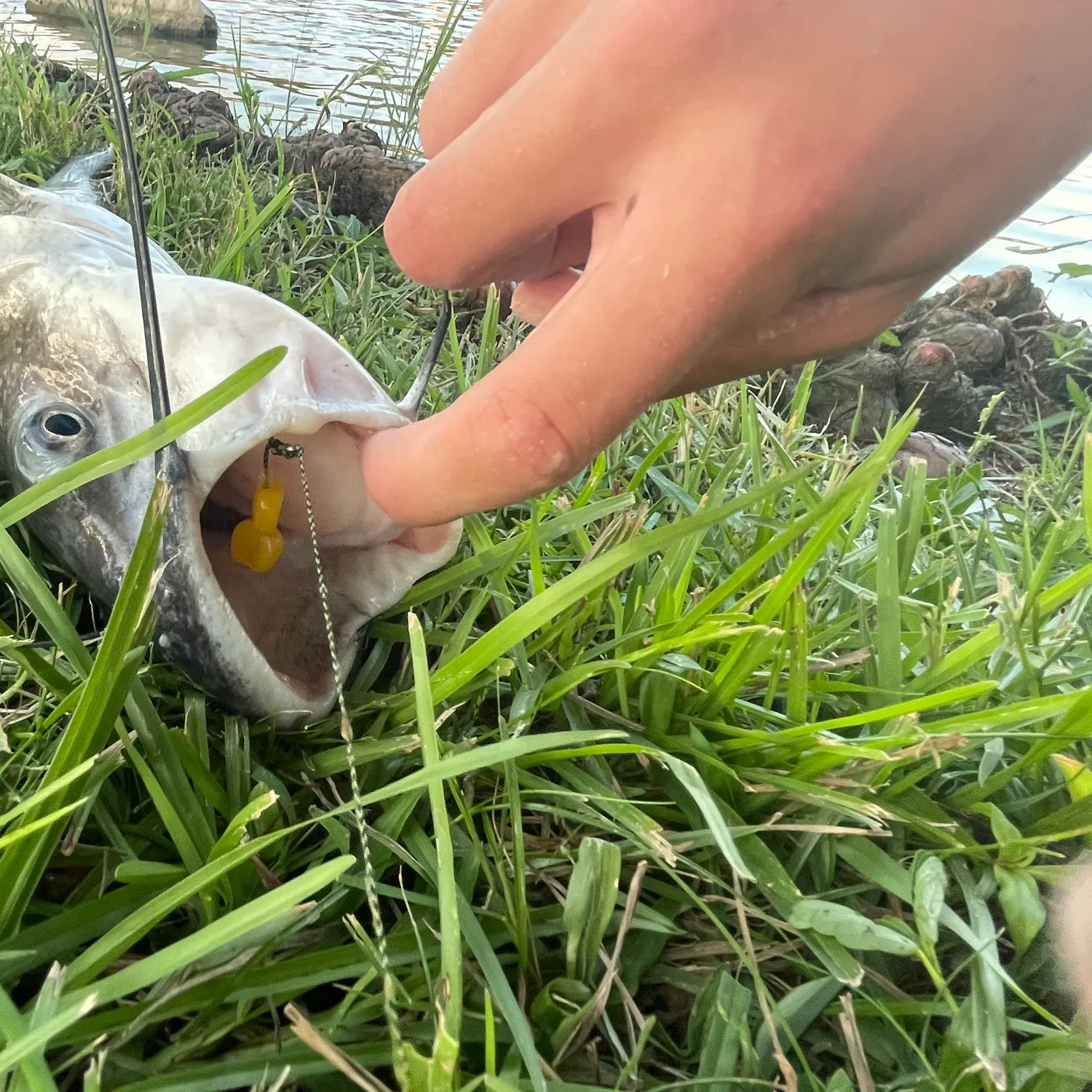 Channel catfish caught on Fishbrain