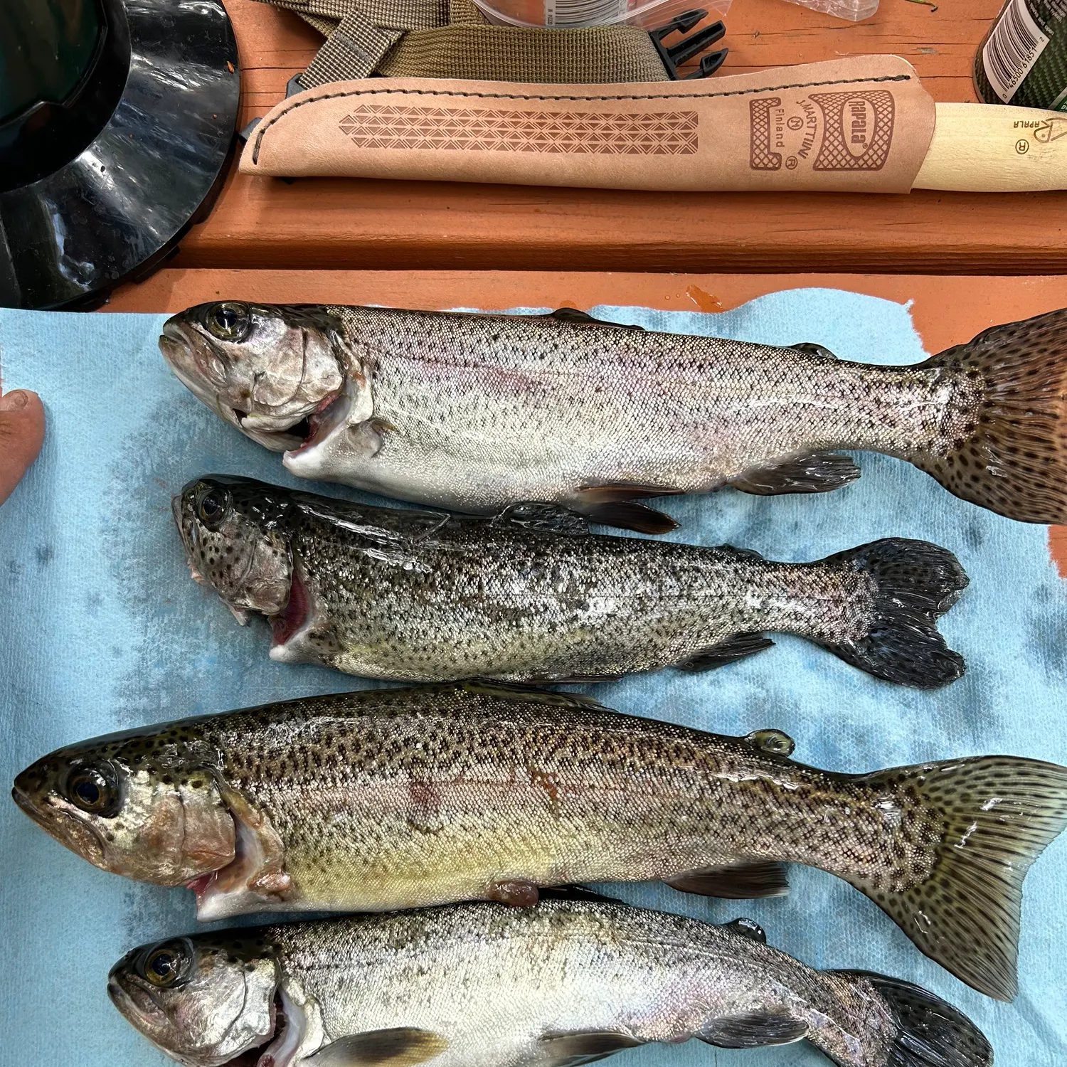 recently logged catches