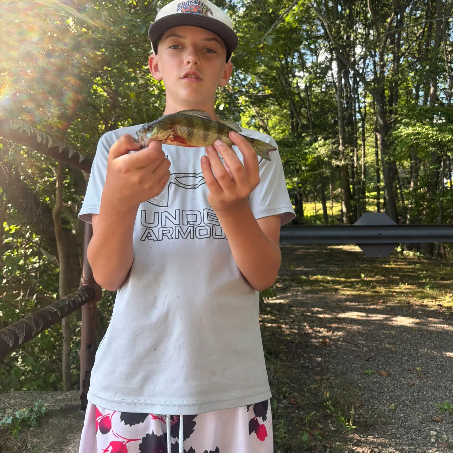 Yellow perch caught on Fishbrain