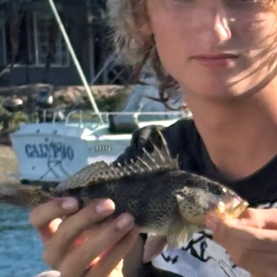 Spotted sand bass caught on Fishbrain