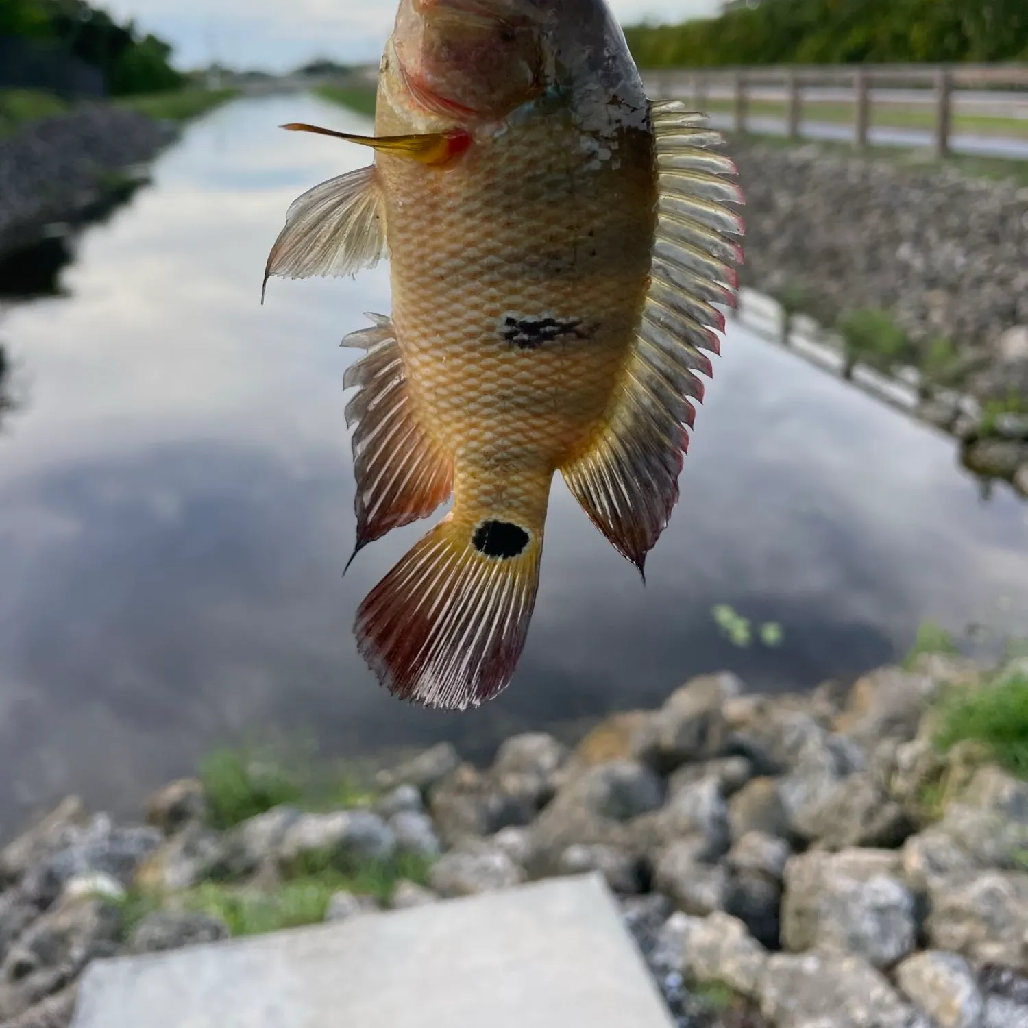 Mayan cichlid caught on Fishbrain