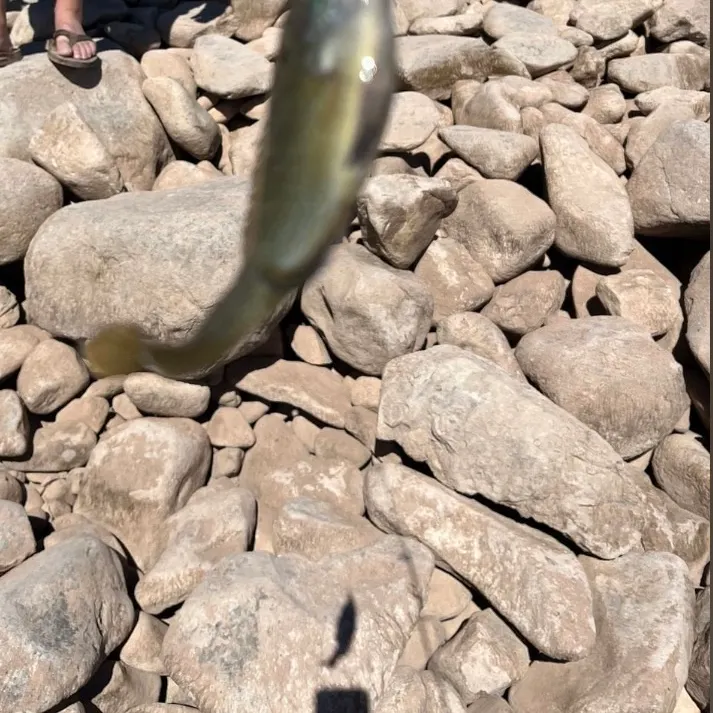 Smallmouth bass caught on Fishbrain