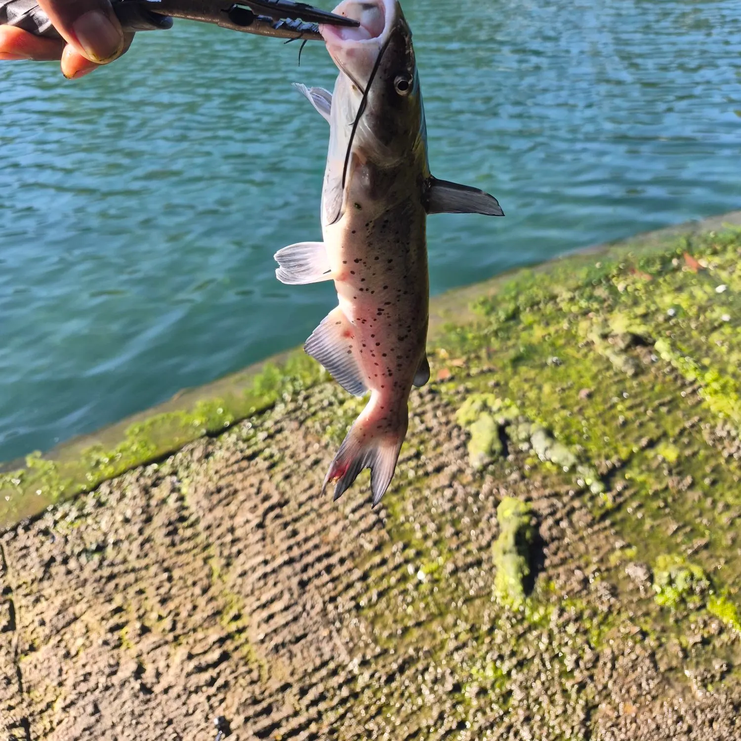 Channel catfish caught on Fishbrain