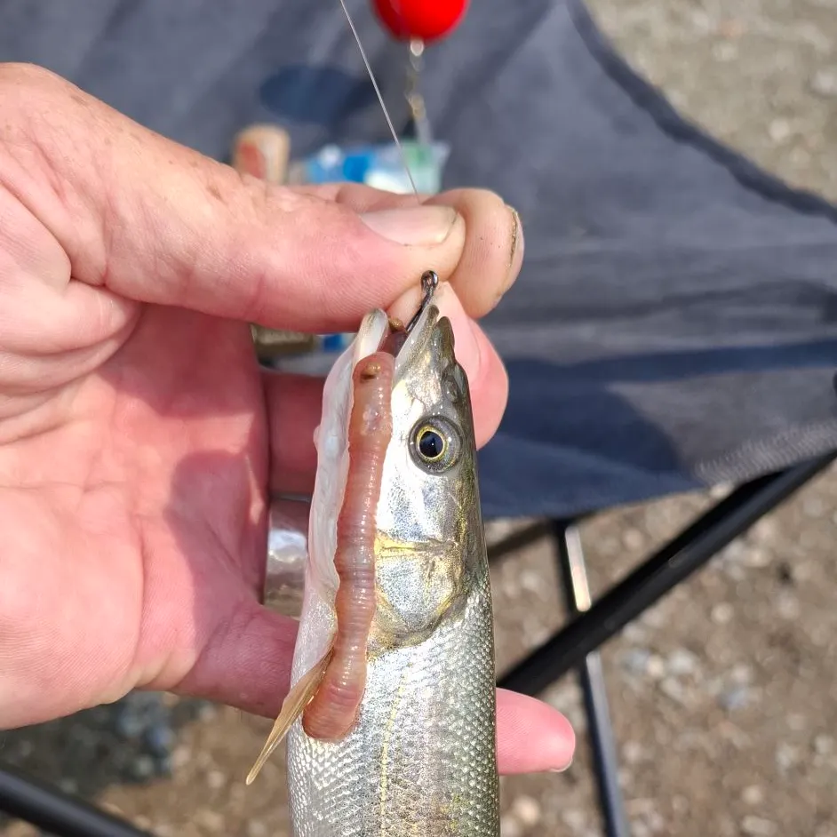 Northern pikeminnow caught on Fishbrain