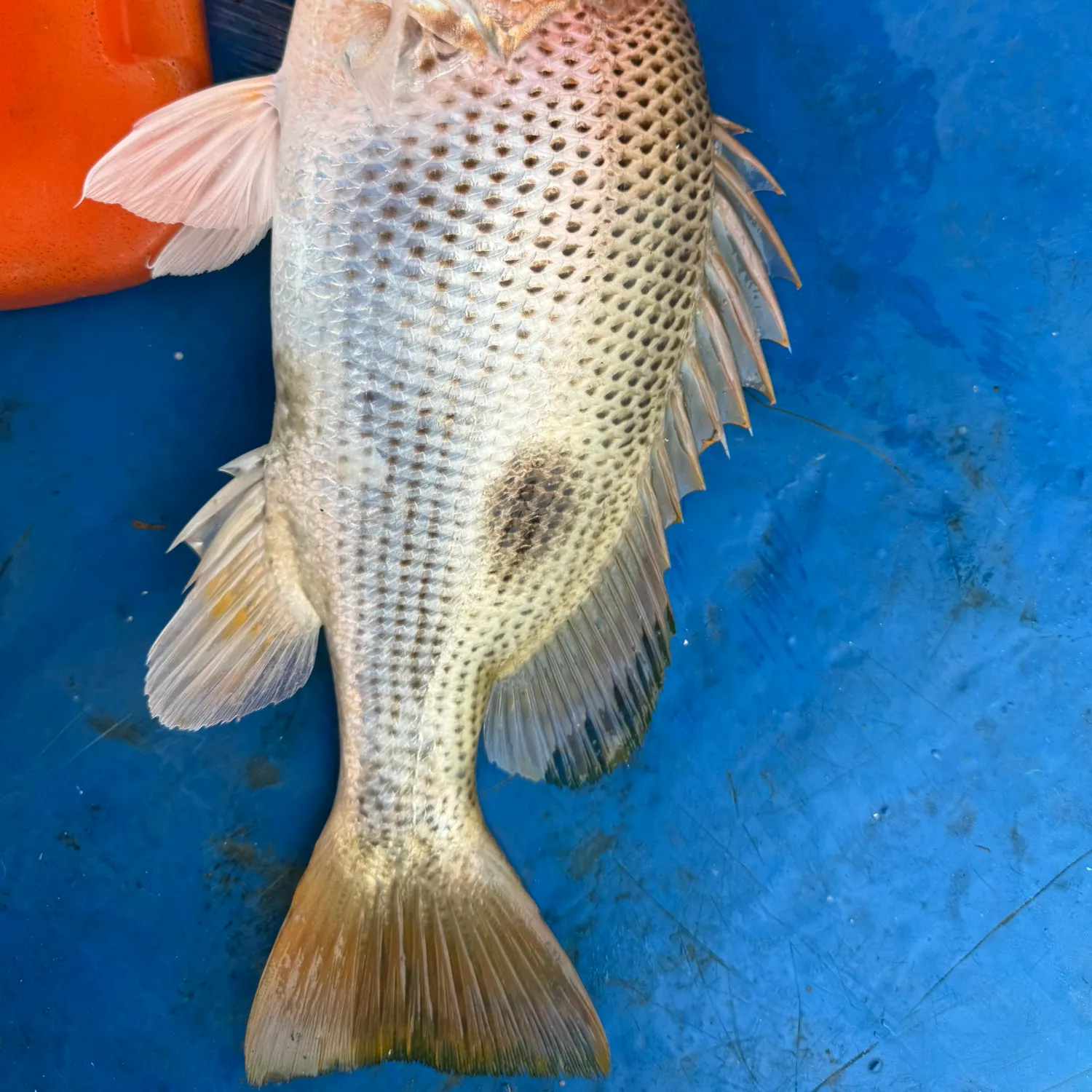 Moses perch caught on Fishbrain