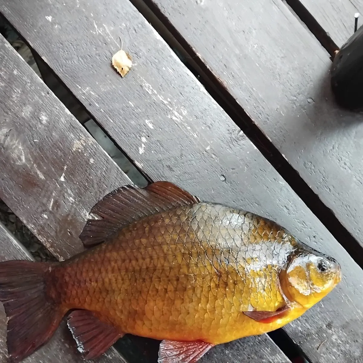 Fish caught on Fishbrain