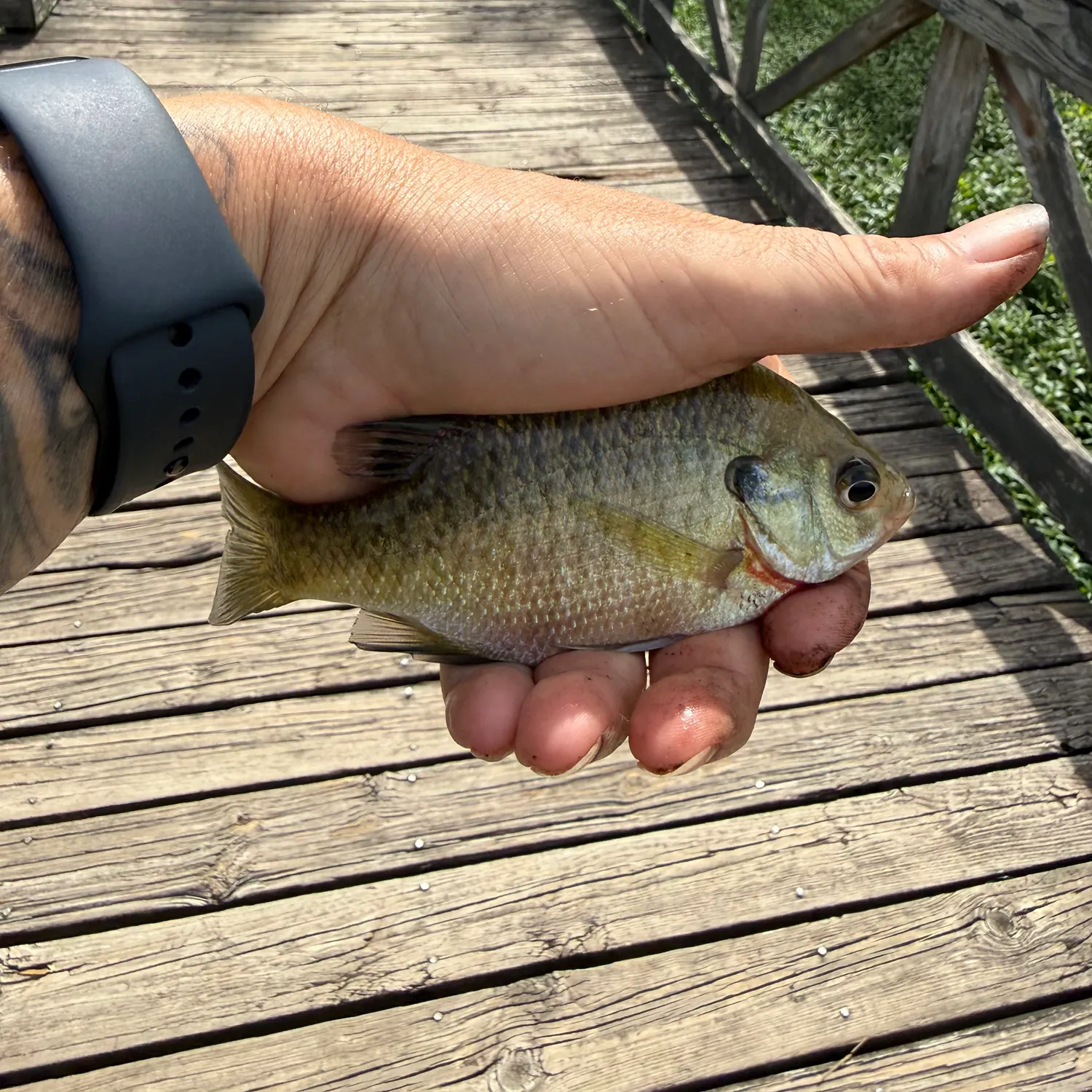 Fish caught on Fishbrain