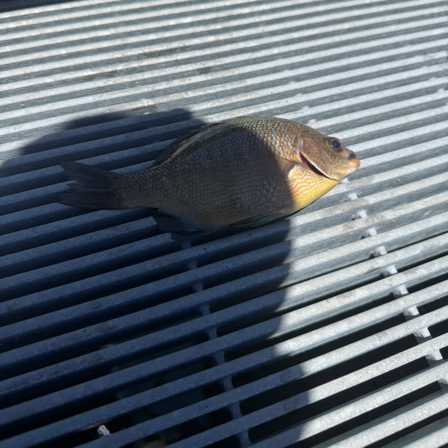 The most recent Estuary perch catches on Fishbrain