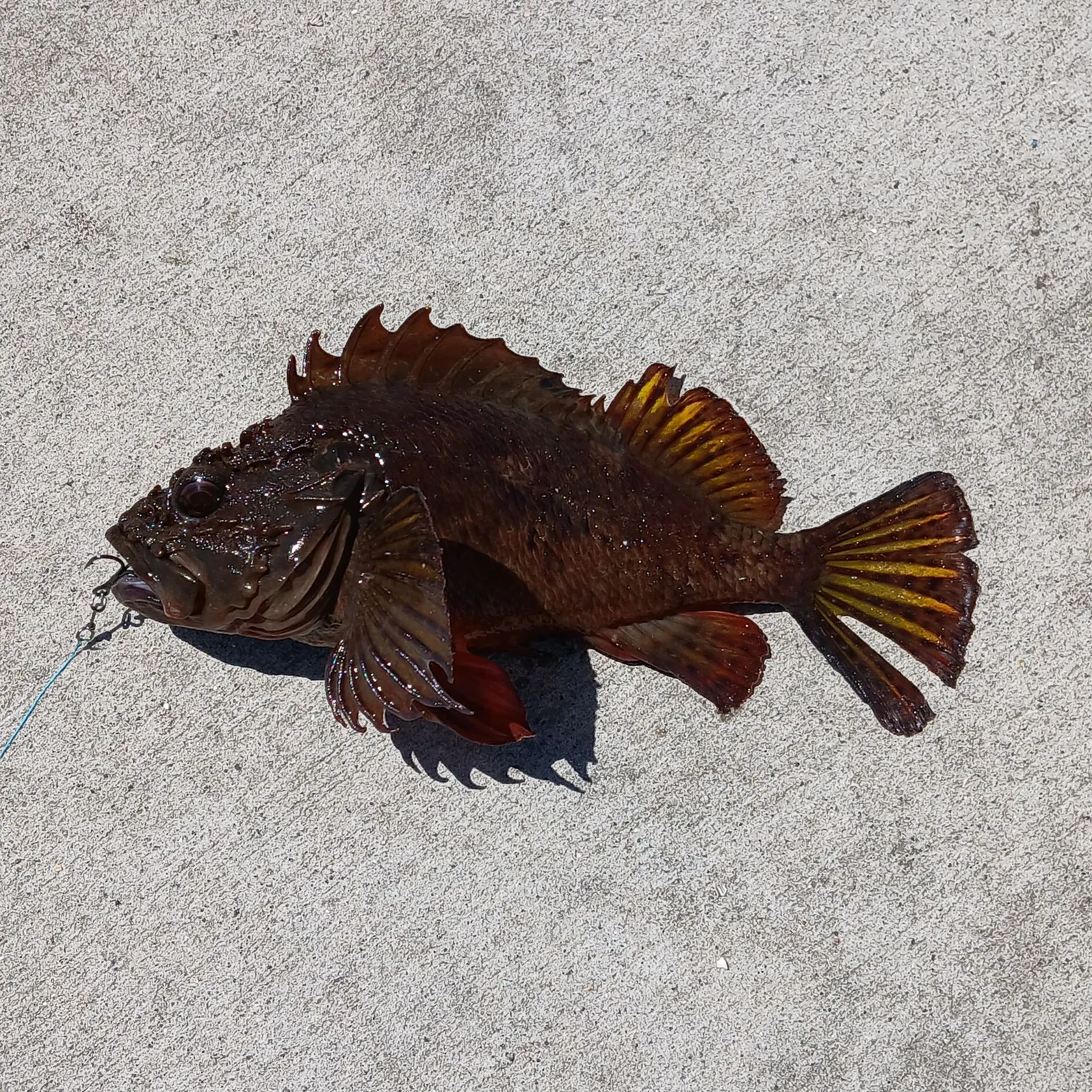 recently logged catches