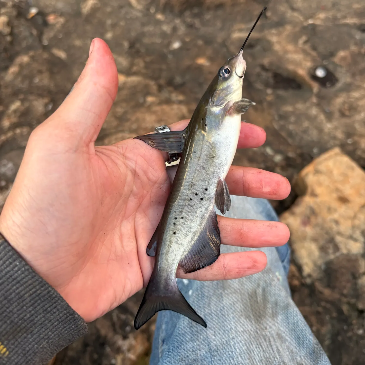 Channel catfish caught on Fishbrain