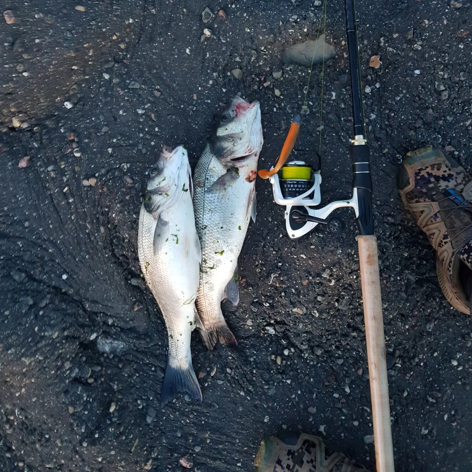 recently logged catches