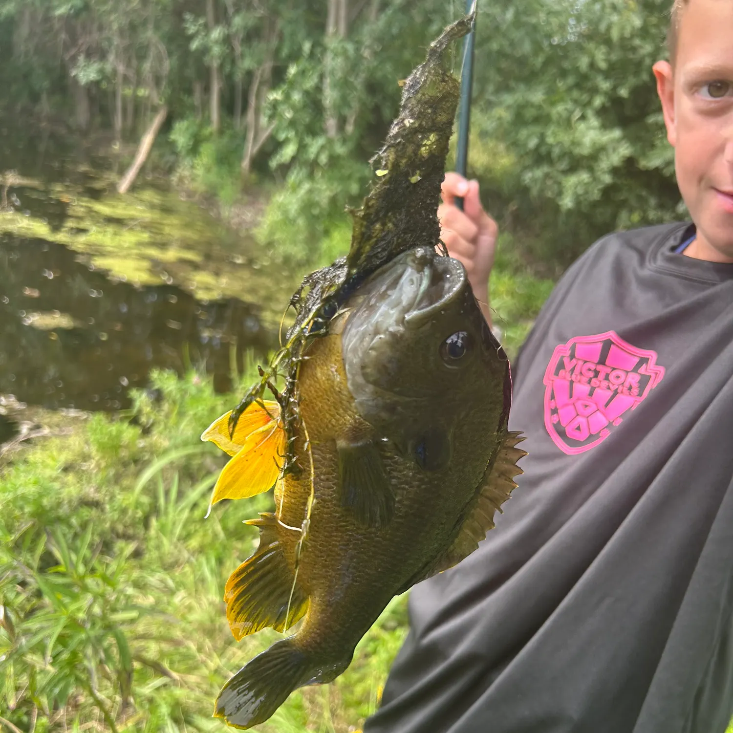 Bluegill caught on Fishbrain