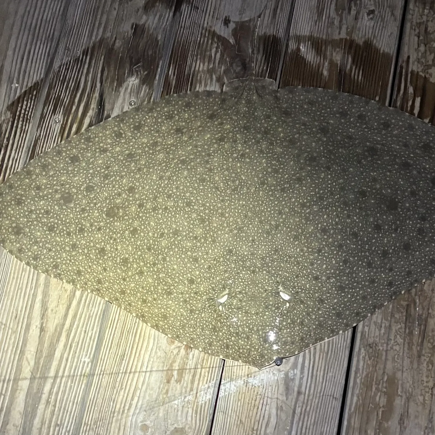 The most recent Backwater butterfly ray catches on Fishbrain