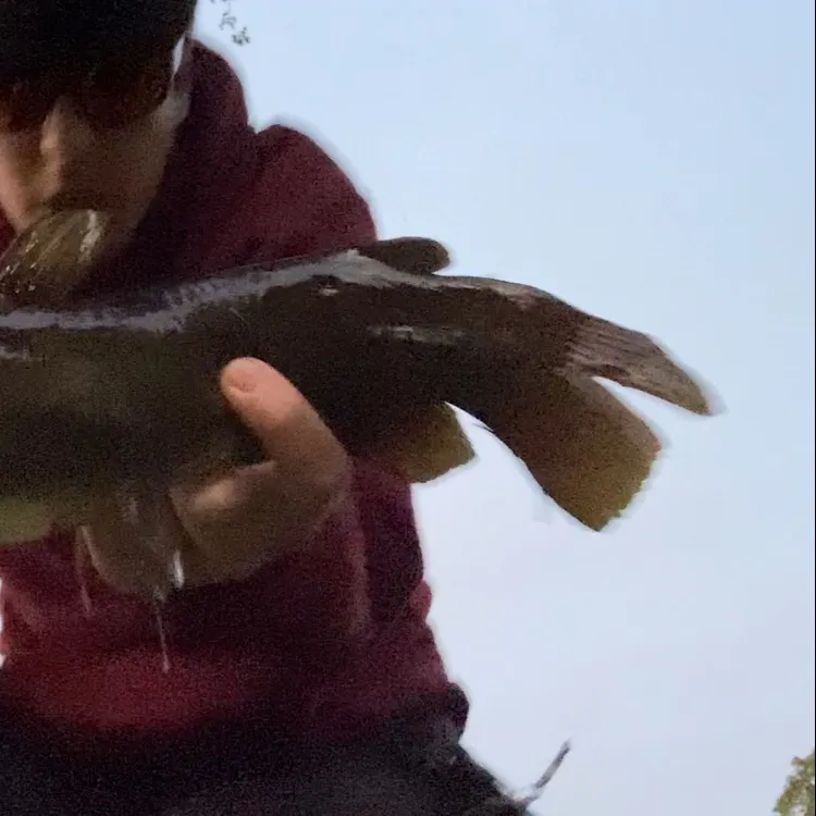 Yellow bullhead caught on Fishbrain