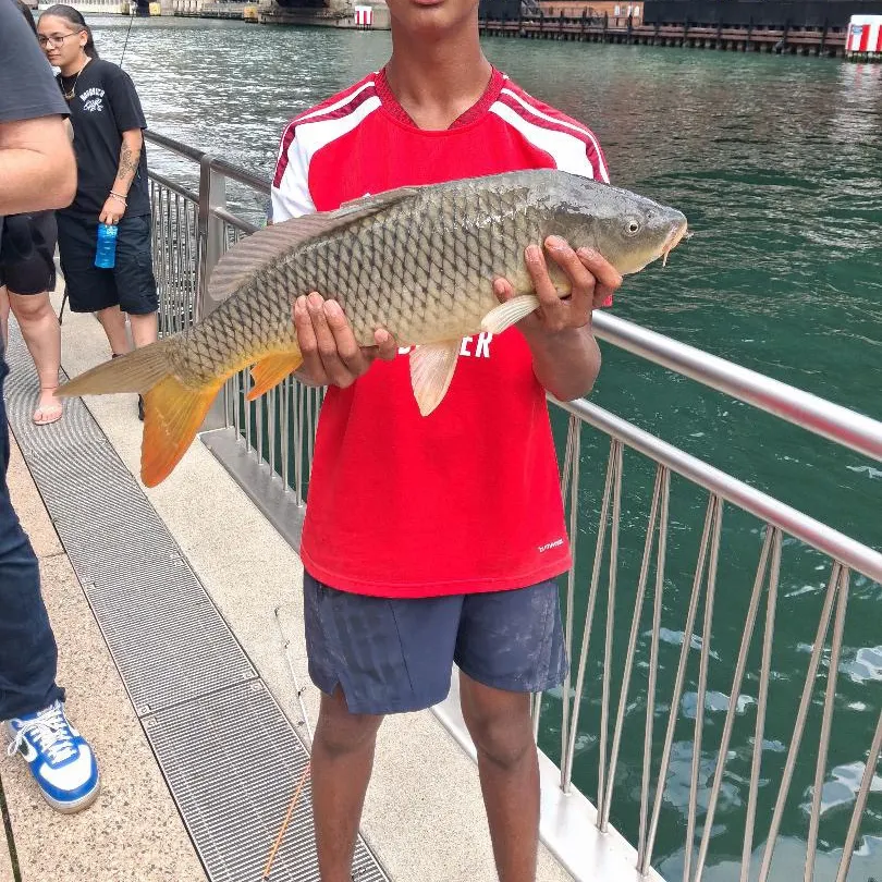 Common carp caught on Fishbrain