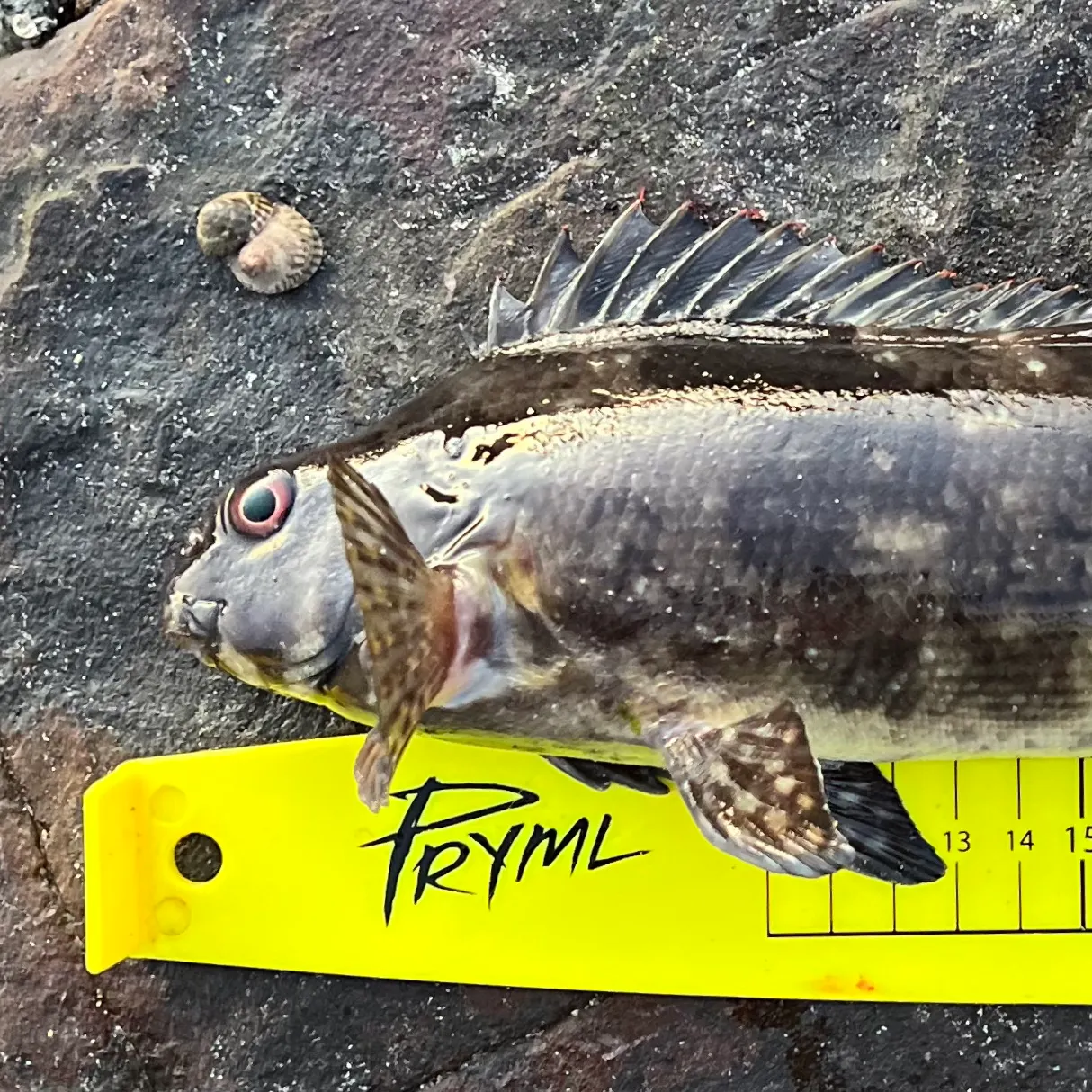The most recent Rock cale catches on Fishbrain