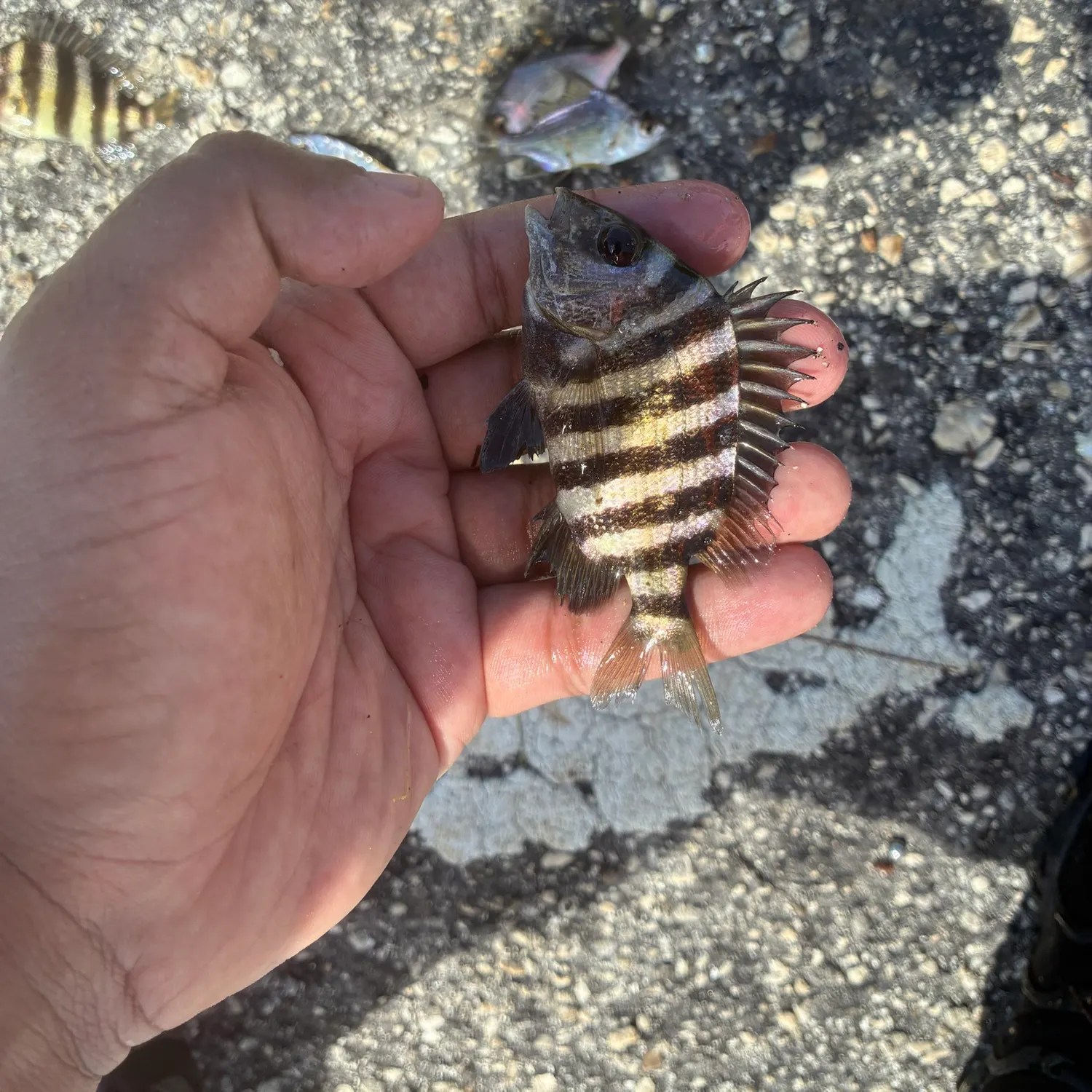 Sheepshead caught on Fishbrain