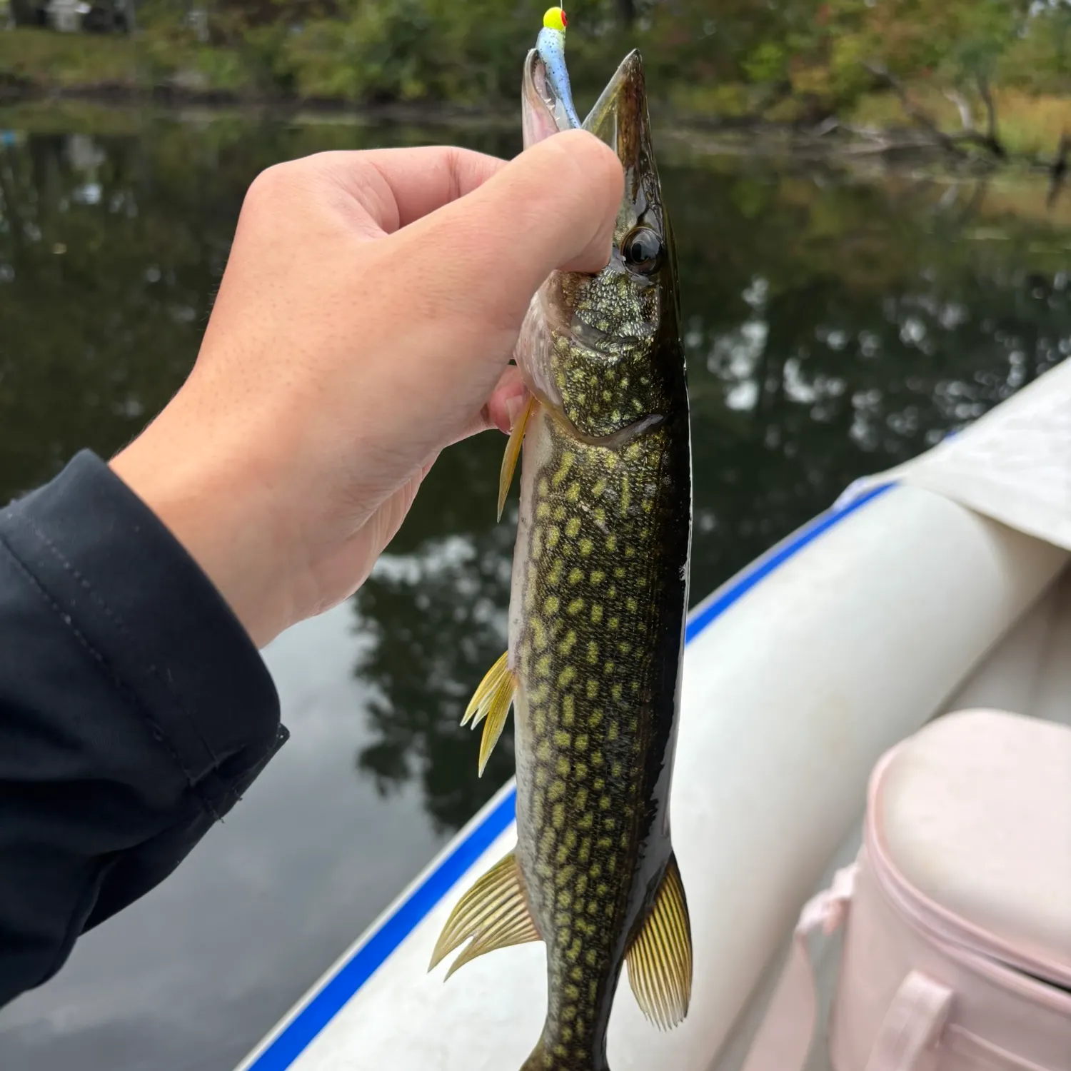 Chain pickerel caught on Fishbrain