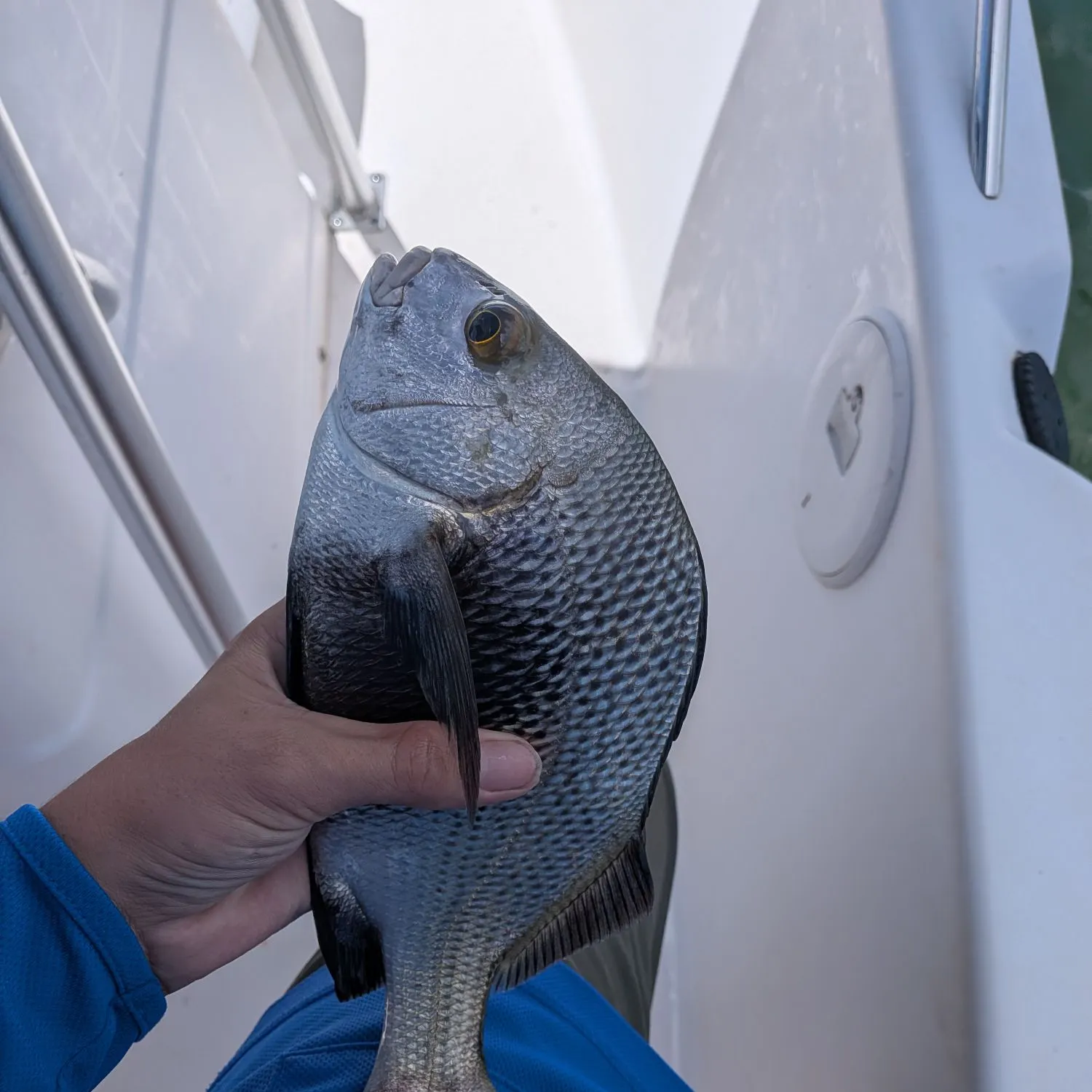Black margate caught on Fishbrain