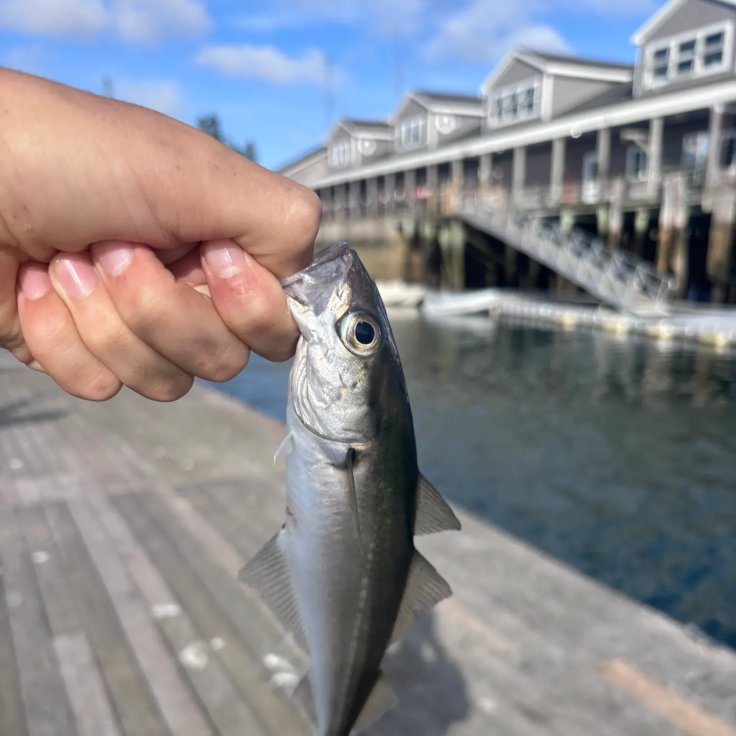 Atlantic pollock caught on Fishbrain