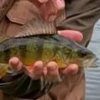 Yellow perch caught on Fishbrain