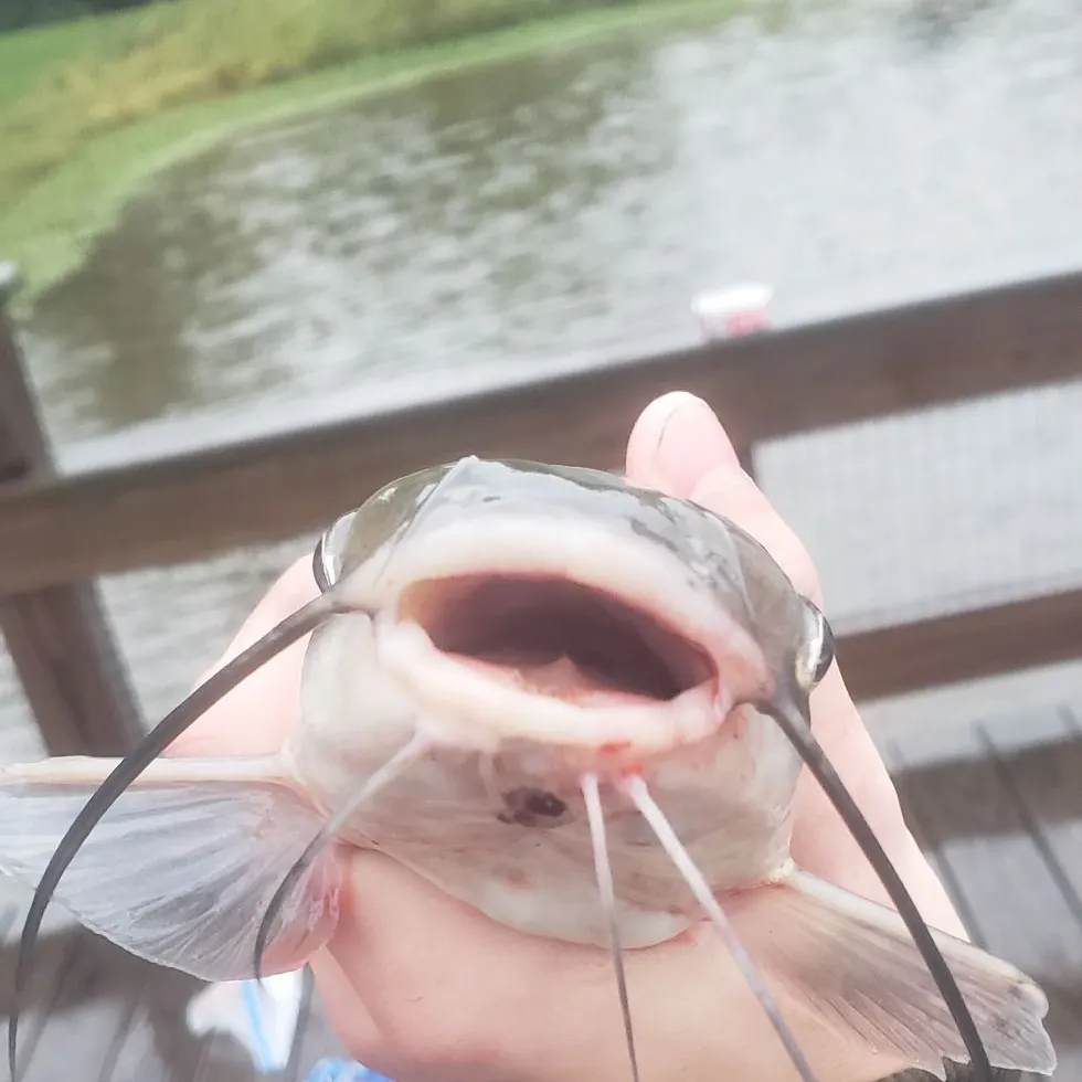 Channel catfish caught on Fishbrain