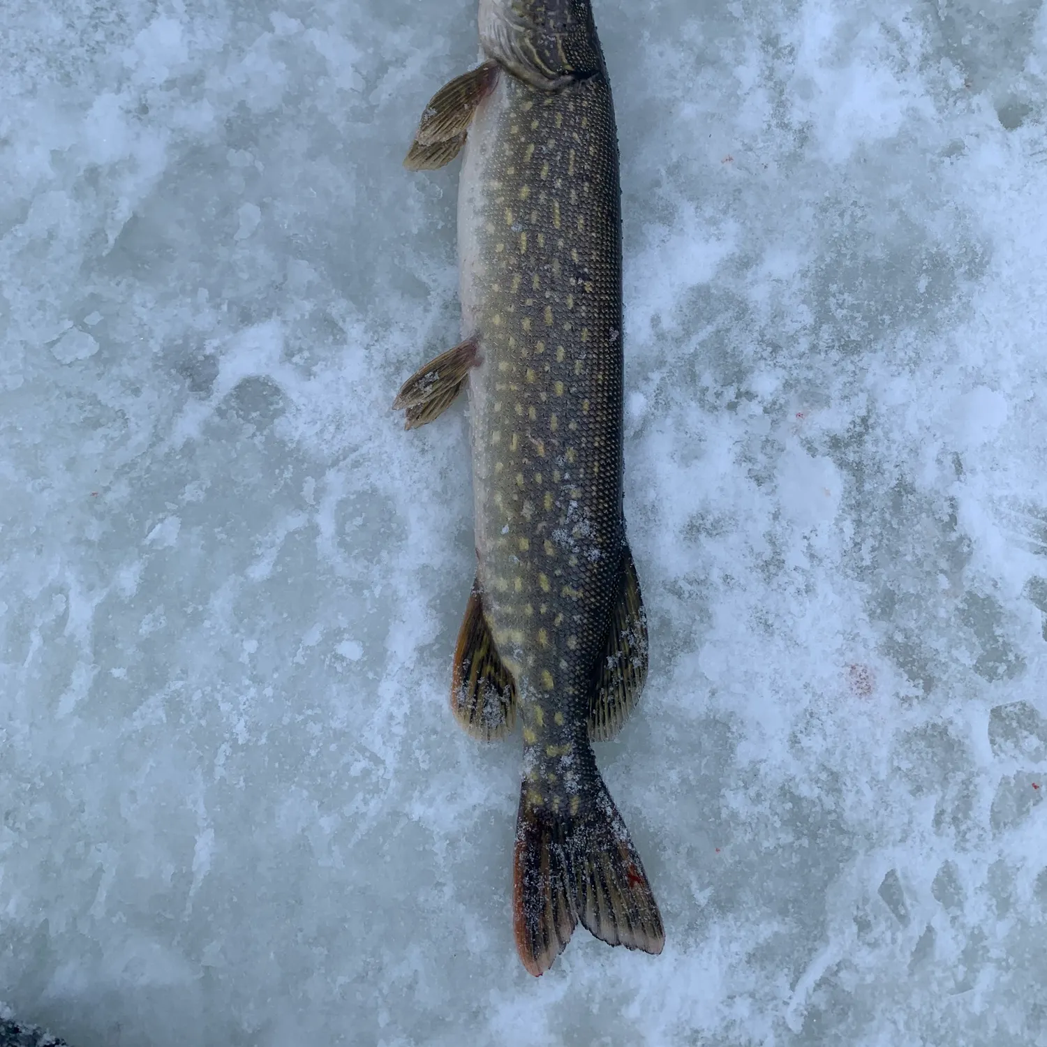 The most recent Northern pike catches on Fishbrain