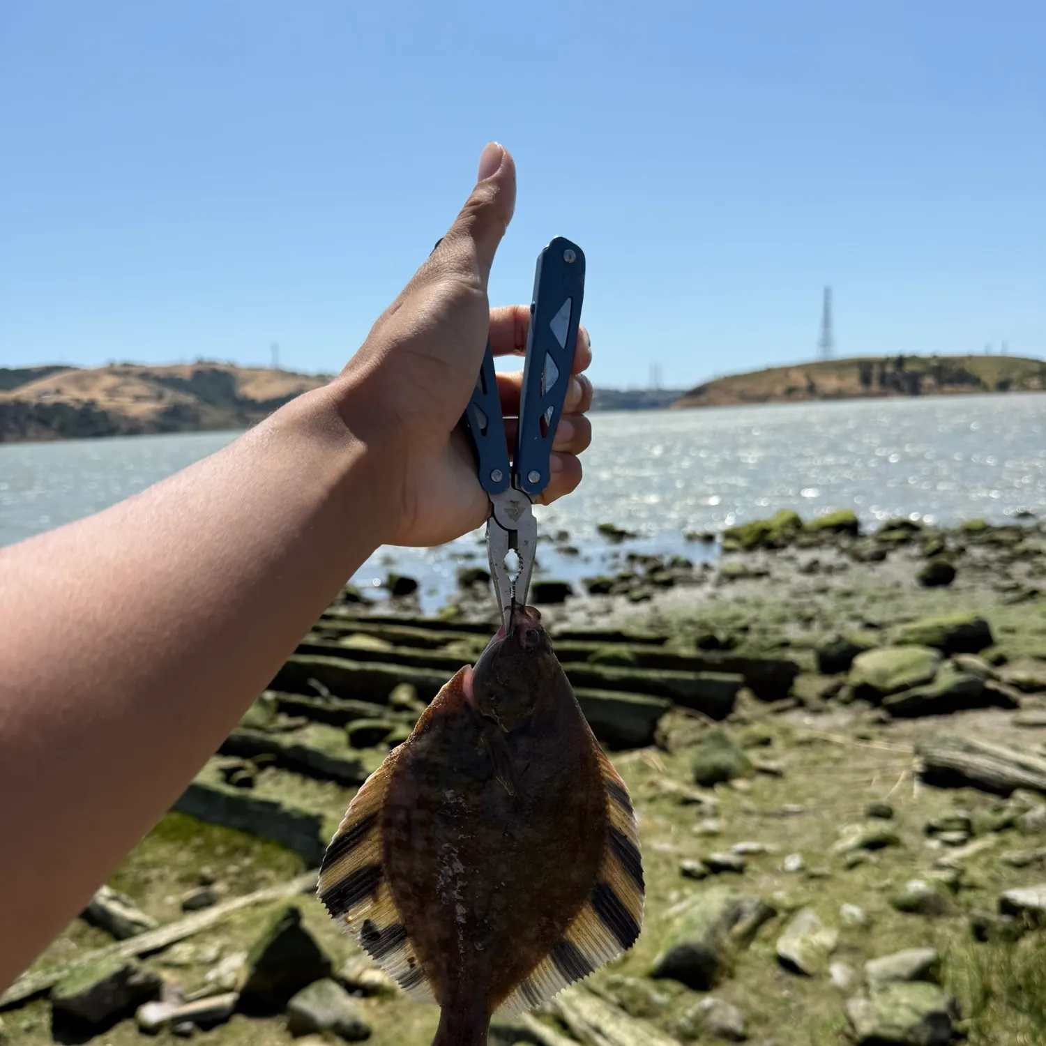 The most recent Starry flounder catches on Fishbrain