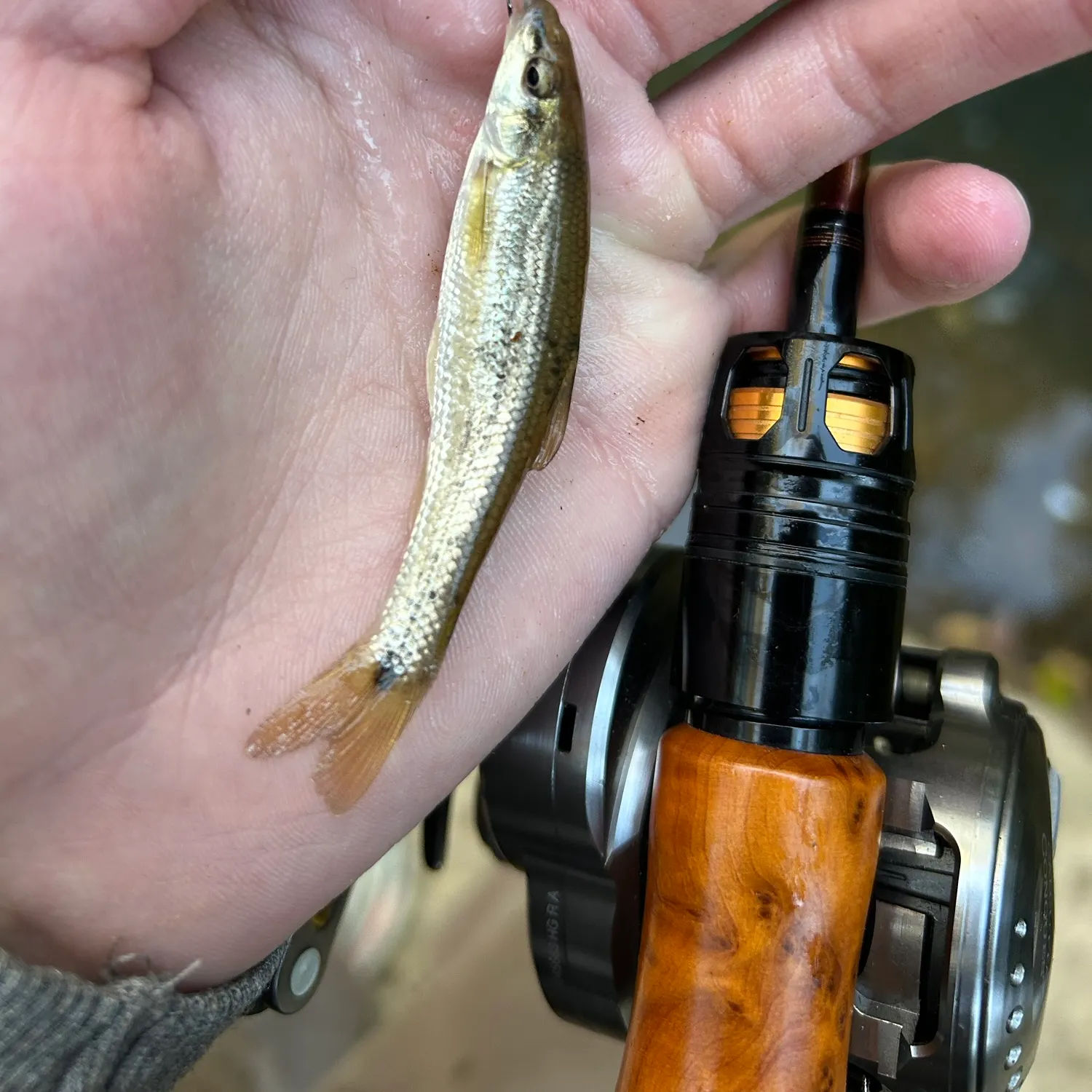 The most recent Largescale stoneroller catches on Fishbrain