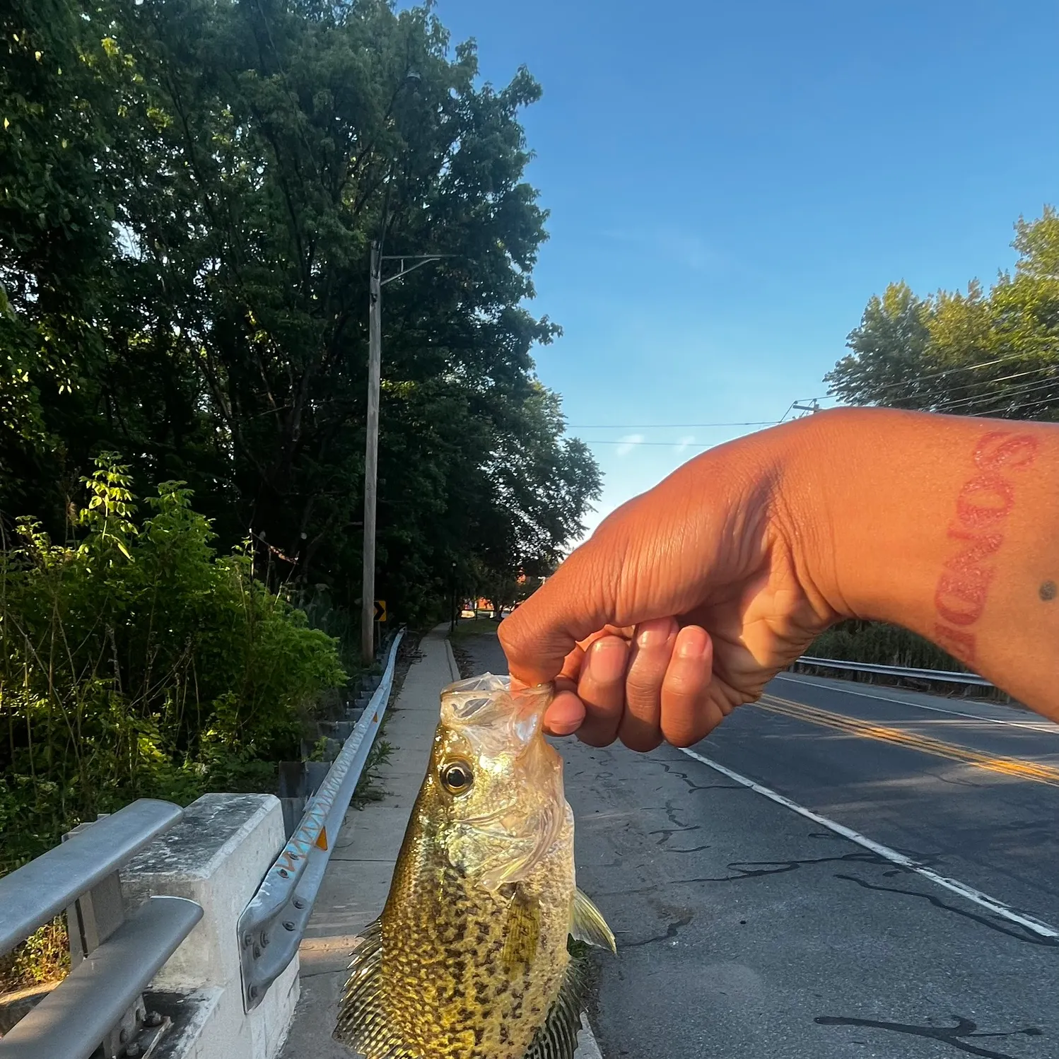recently logged catches
