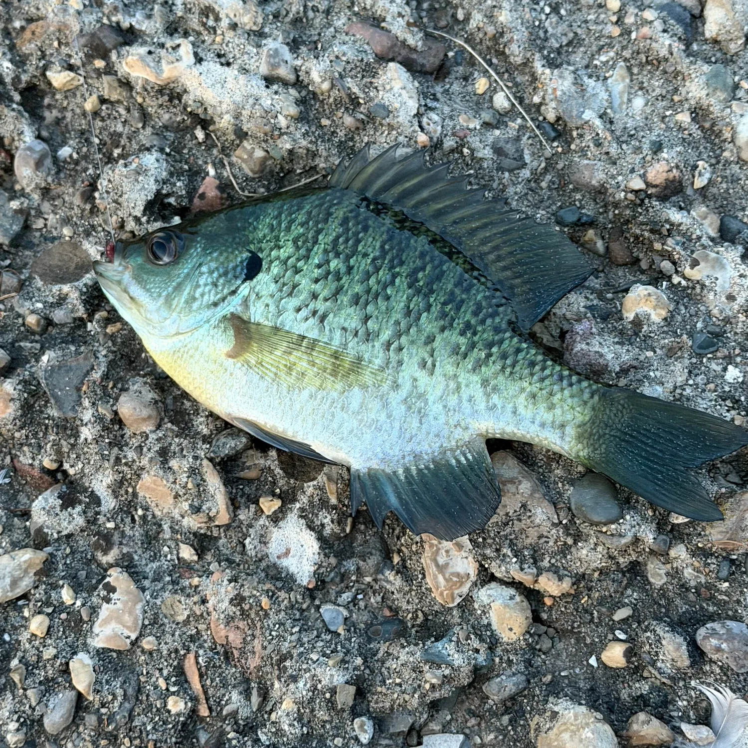 Bluegill caught on Fishbrain